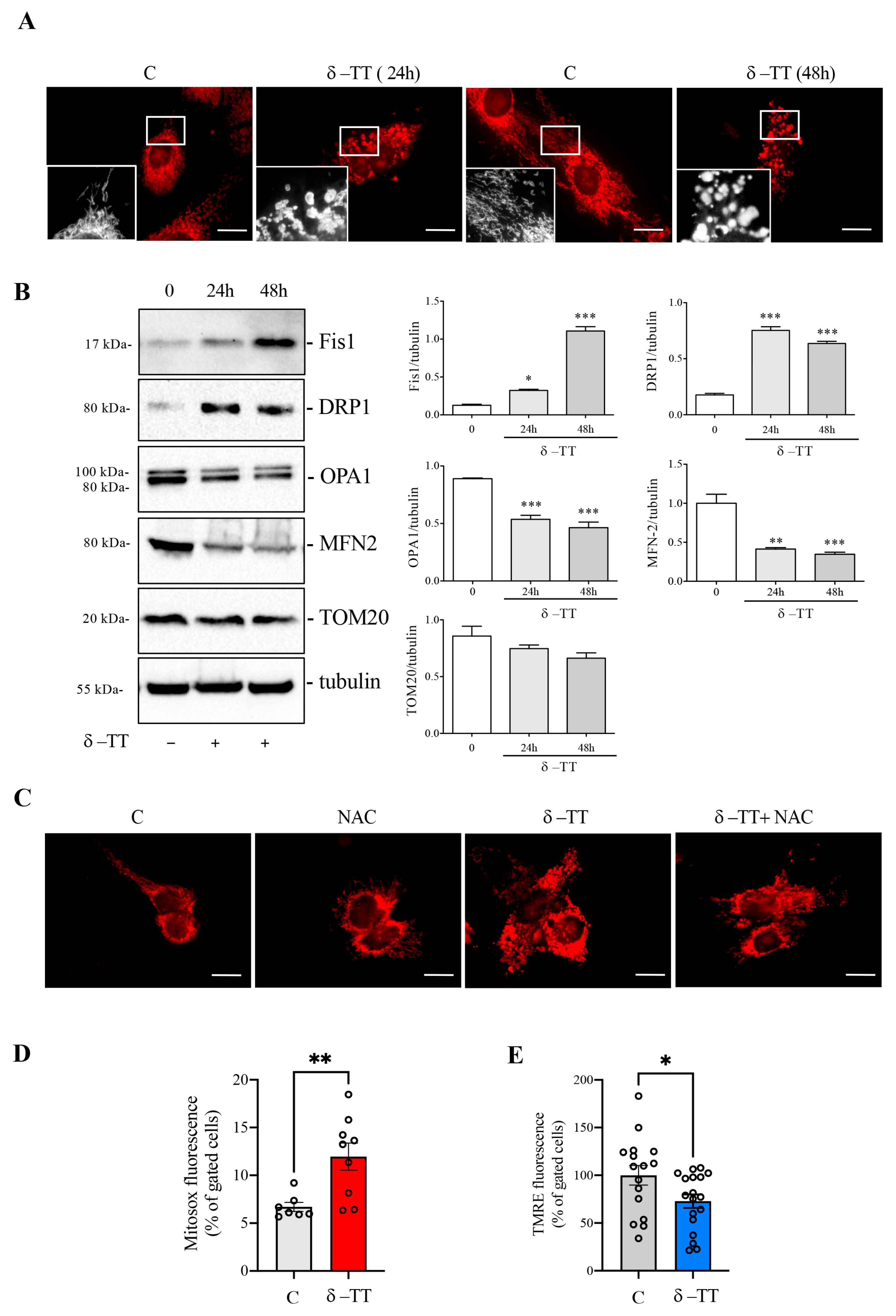 Cancers 16 02654 g003