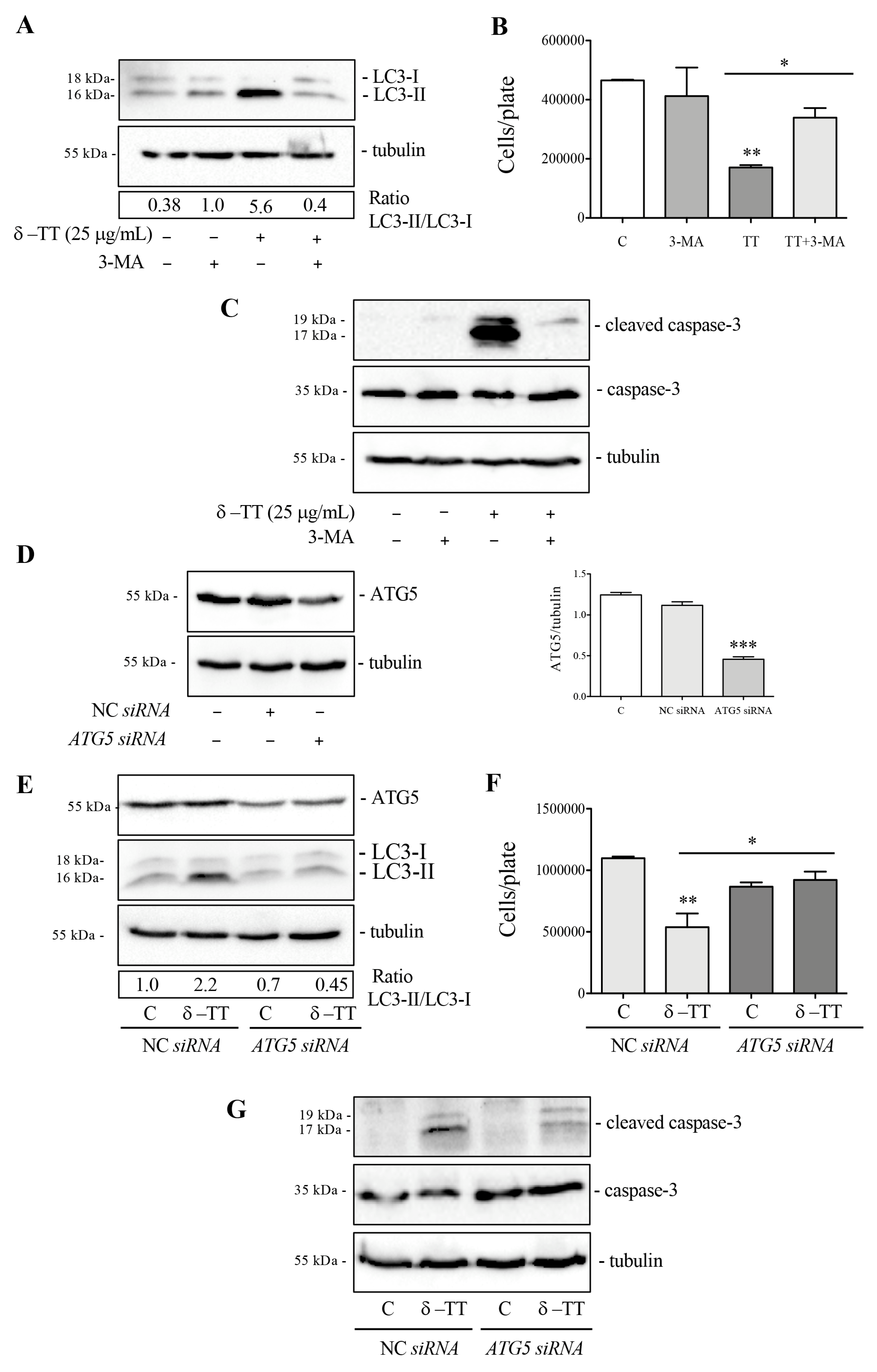 Cancers 16 02654 g005