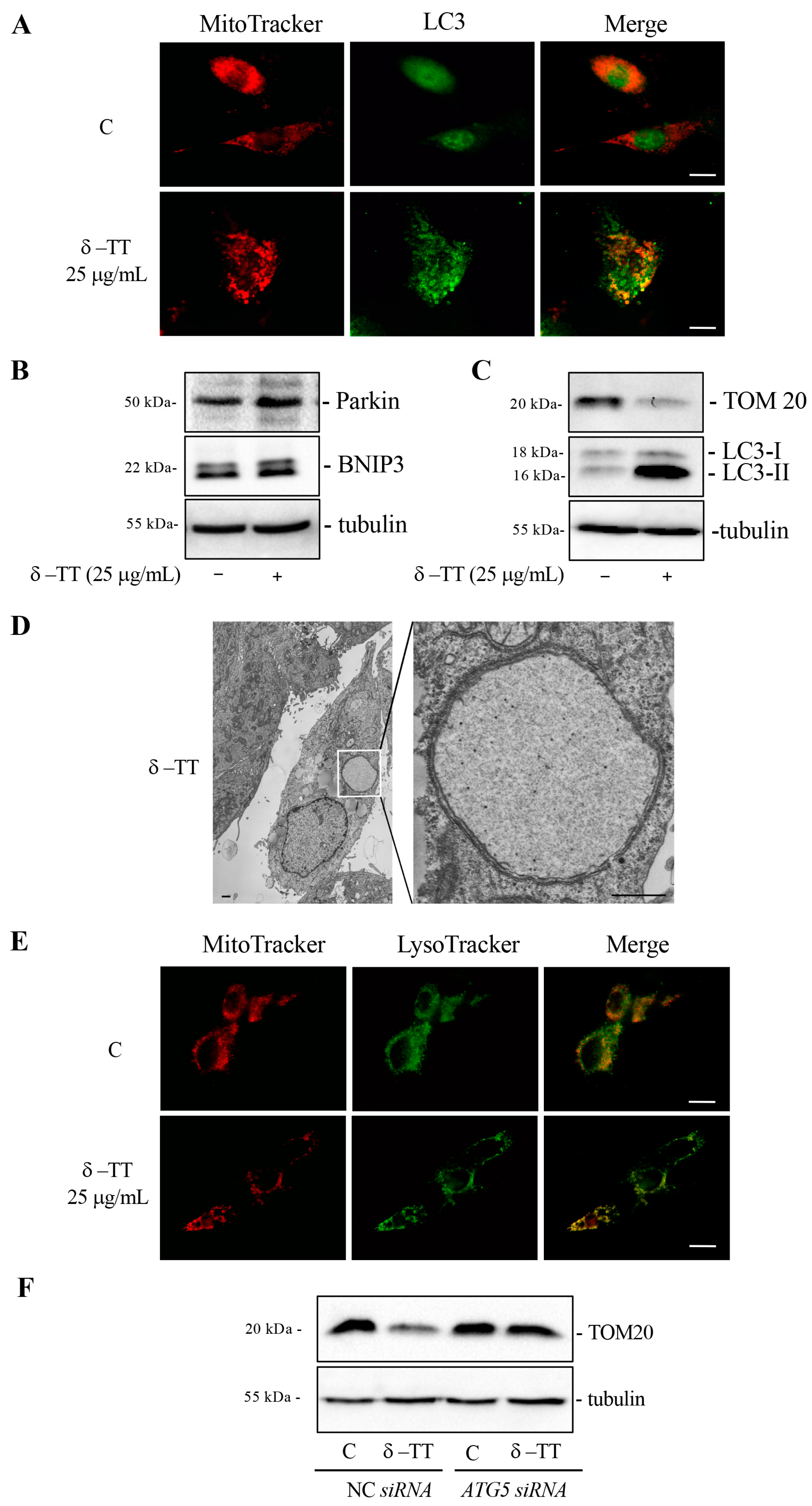 Cancers 16 02654 g006