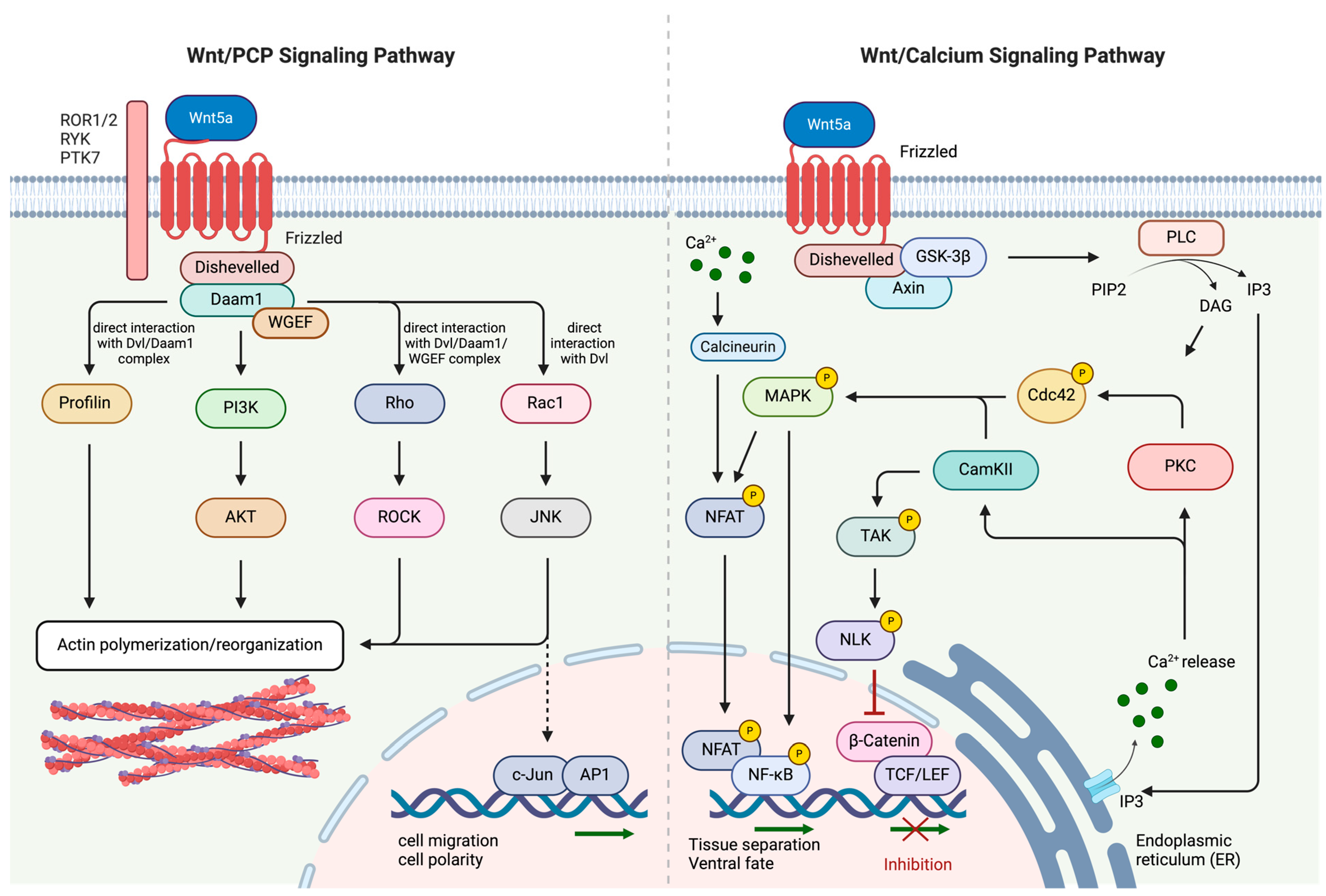 Cancers 16 02686 g002