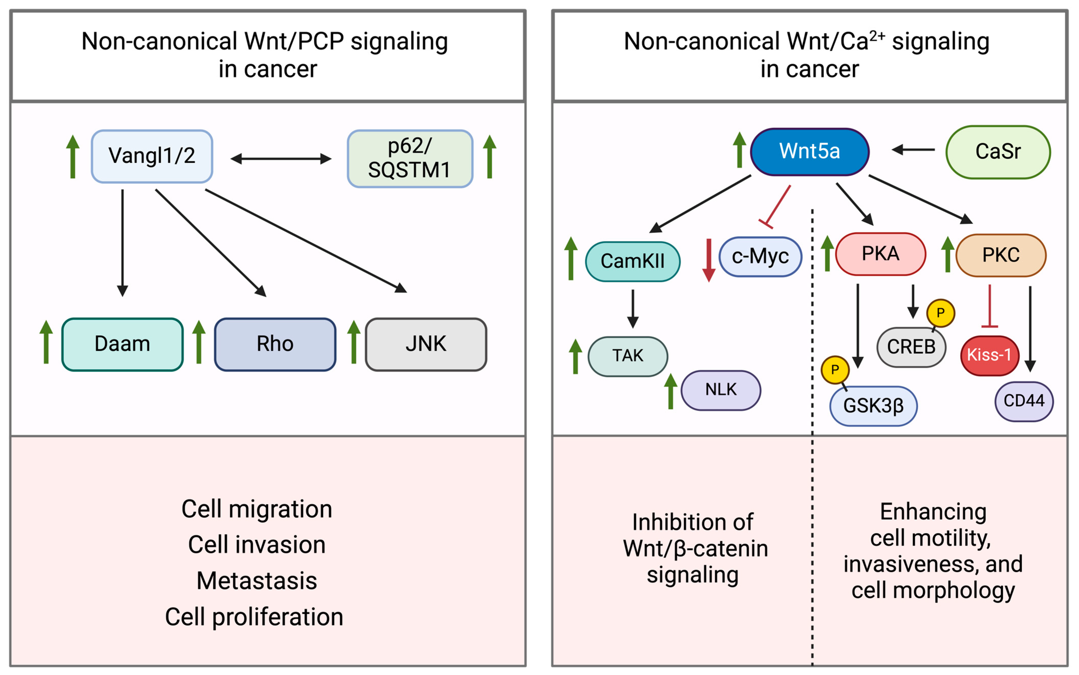 Cancers 16 02686 g005