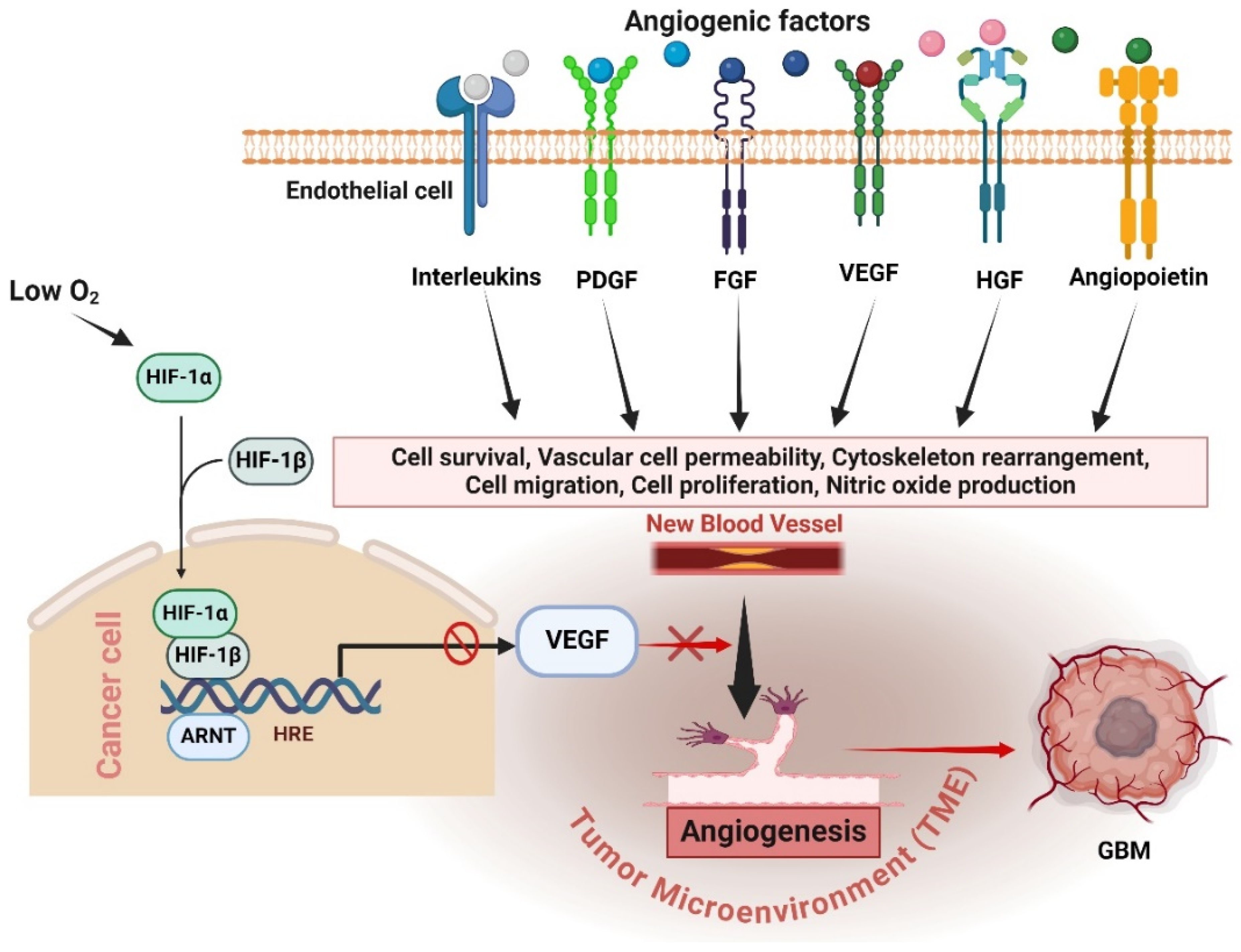 Cancers 16 02975 g002