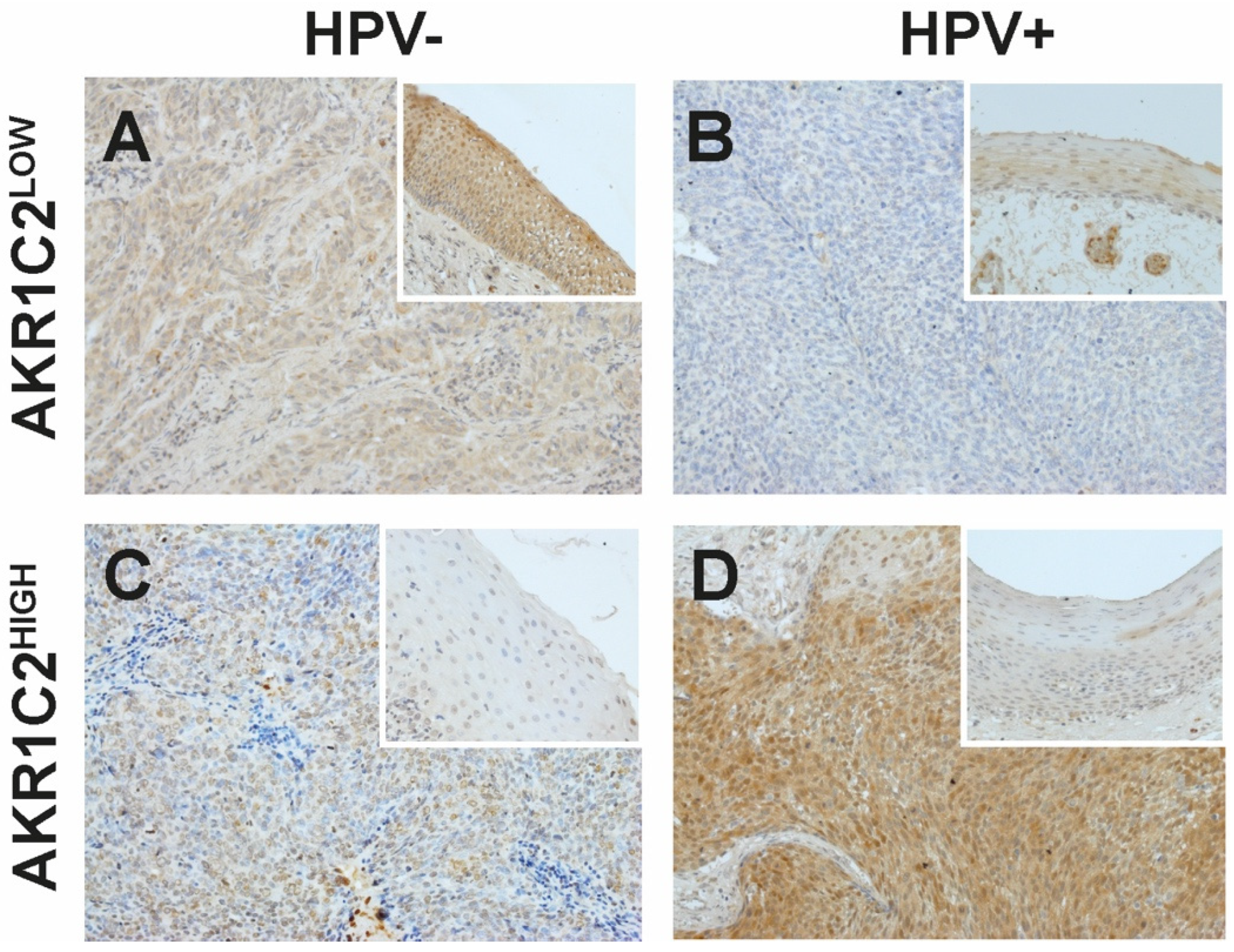 Cancers 16 02976 g001