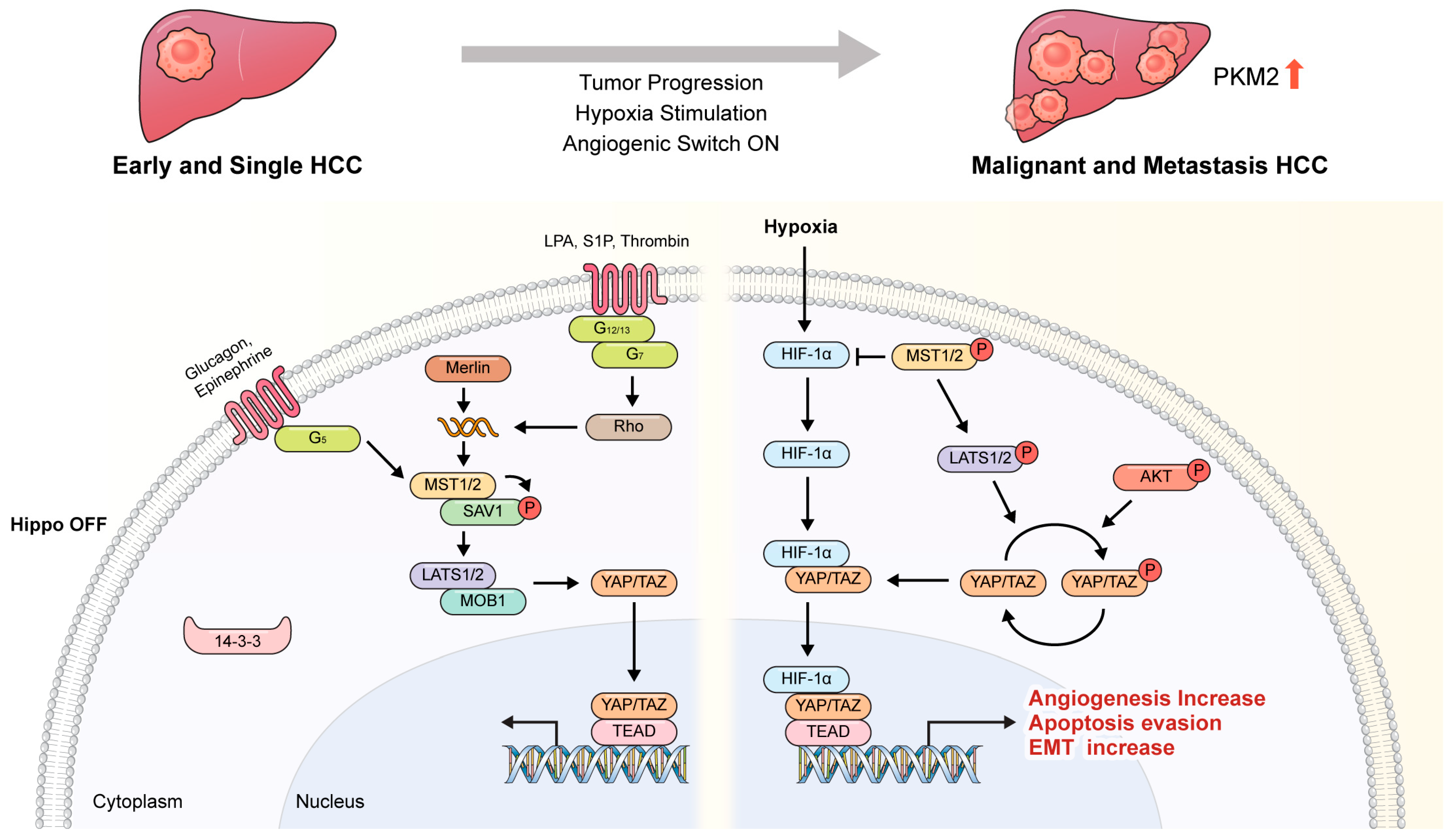 Cancers 16 03030 g001