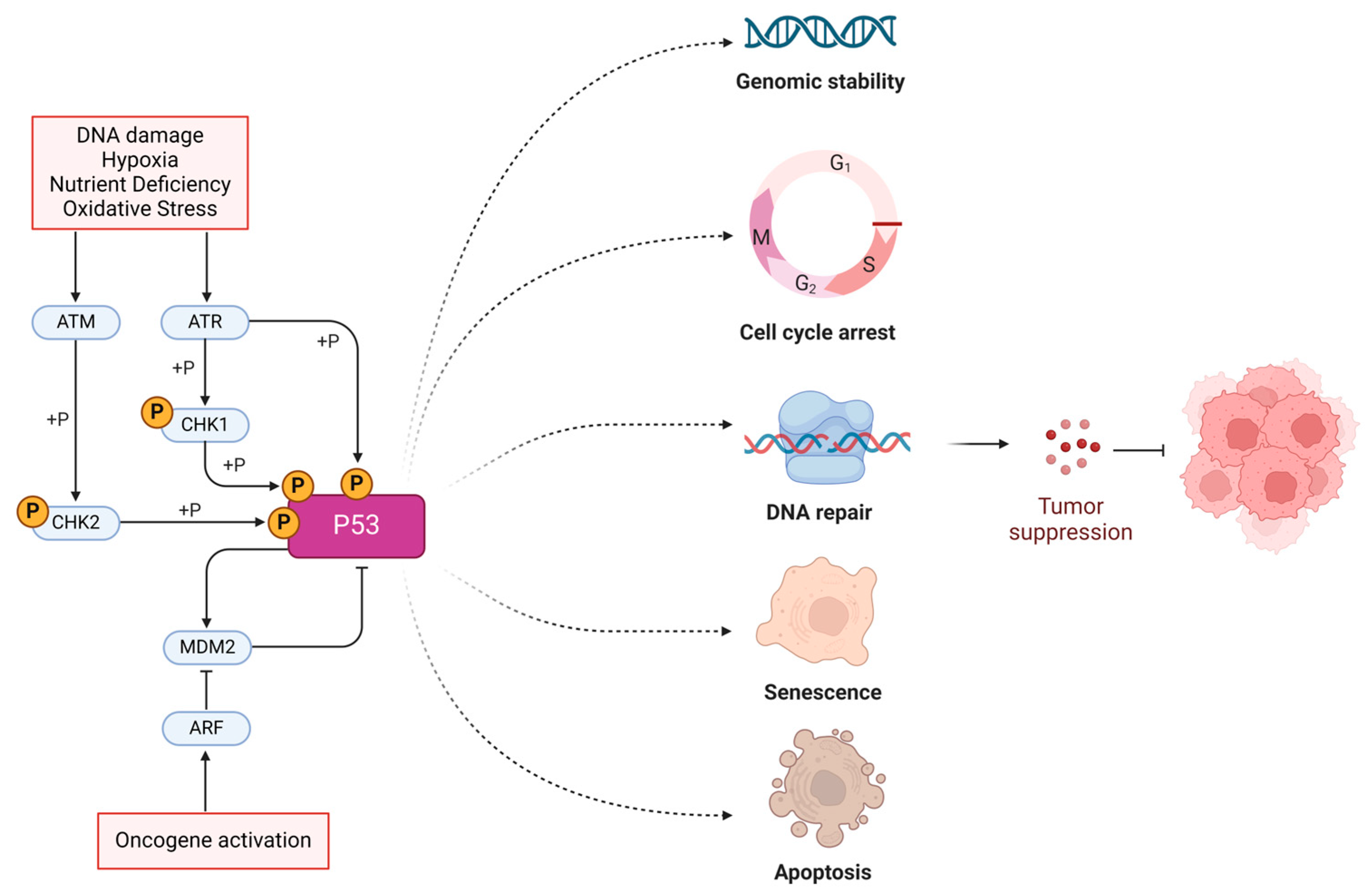 Cancers 16 03069 g001