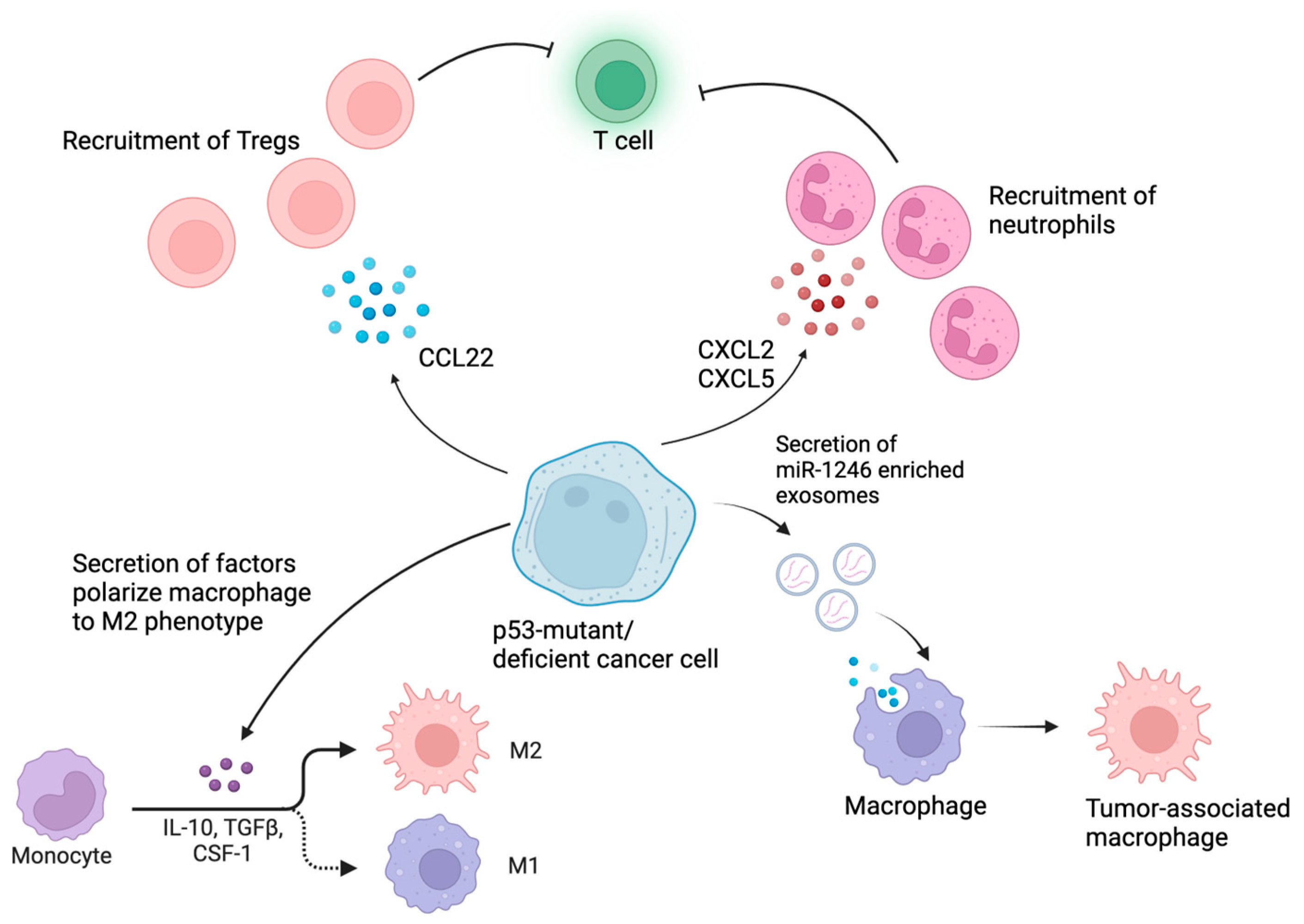 Cancers 16 03069 g003