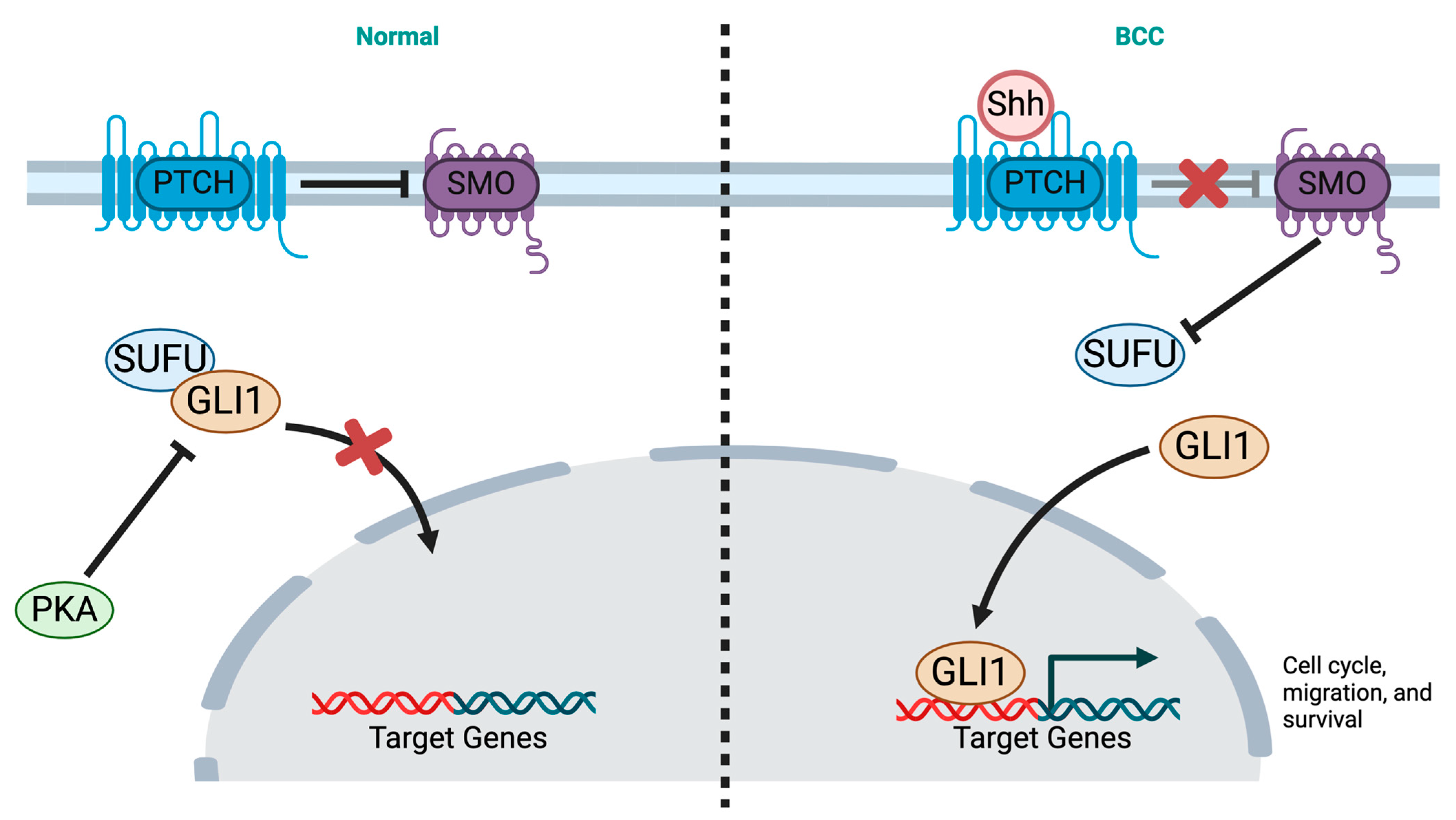 Cancers 16 03075 g001