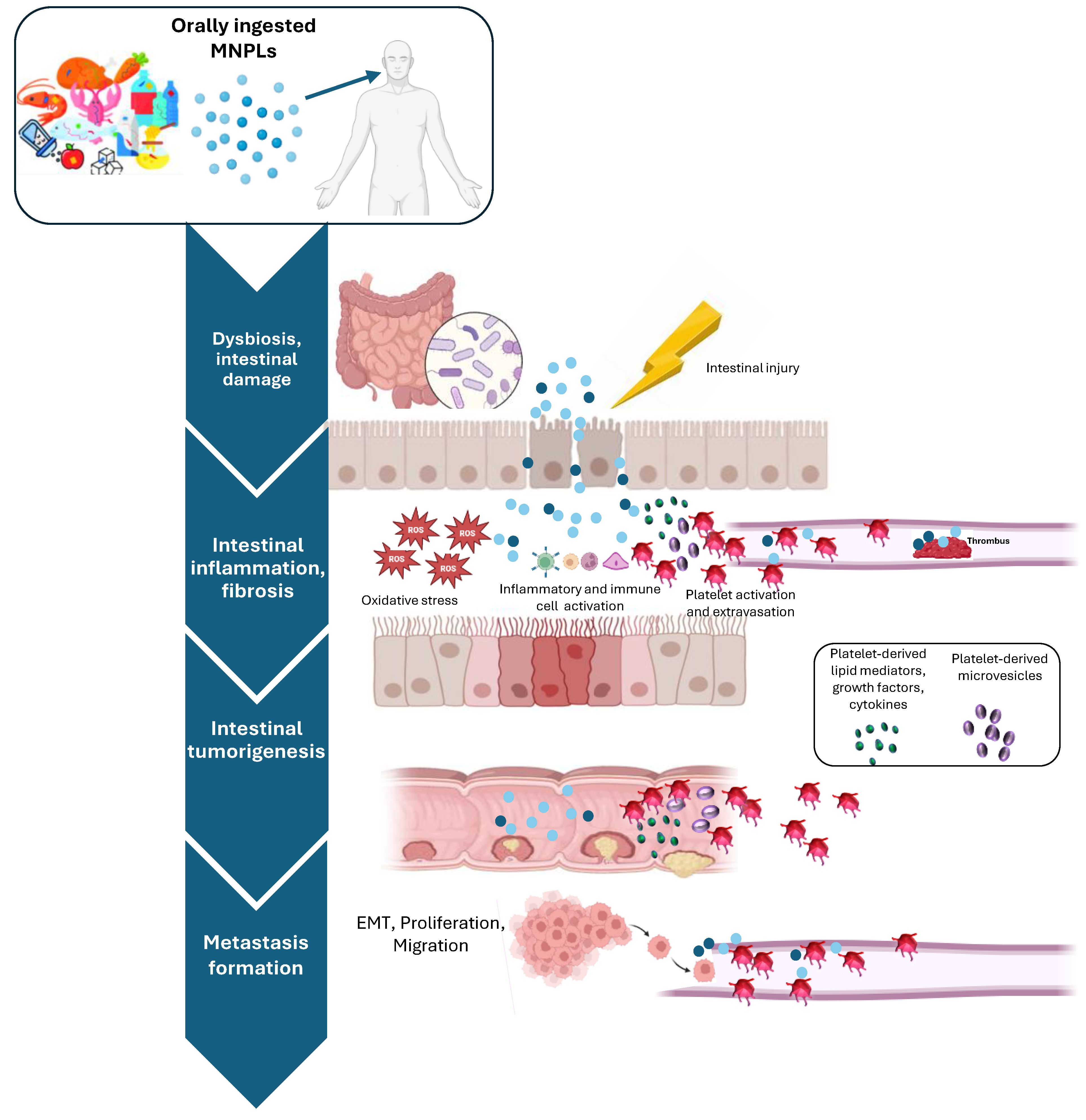 Cancers 16 03079 g004