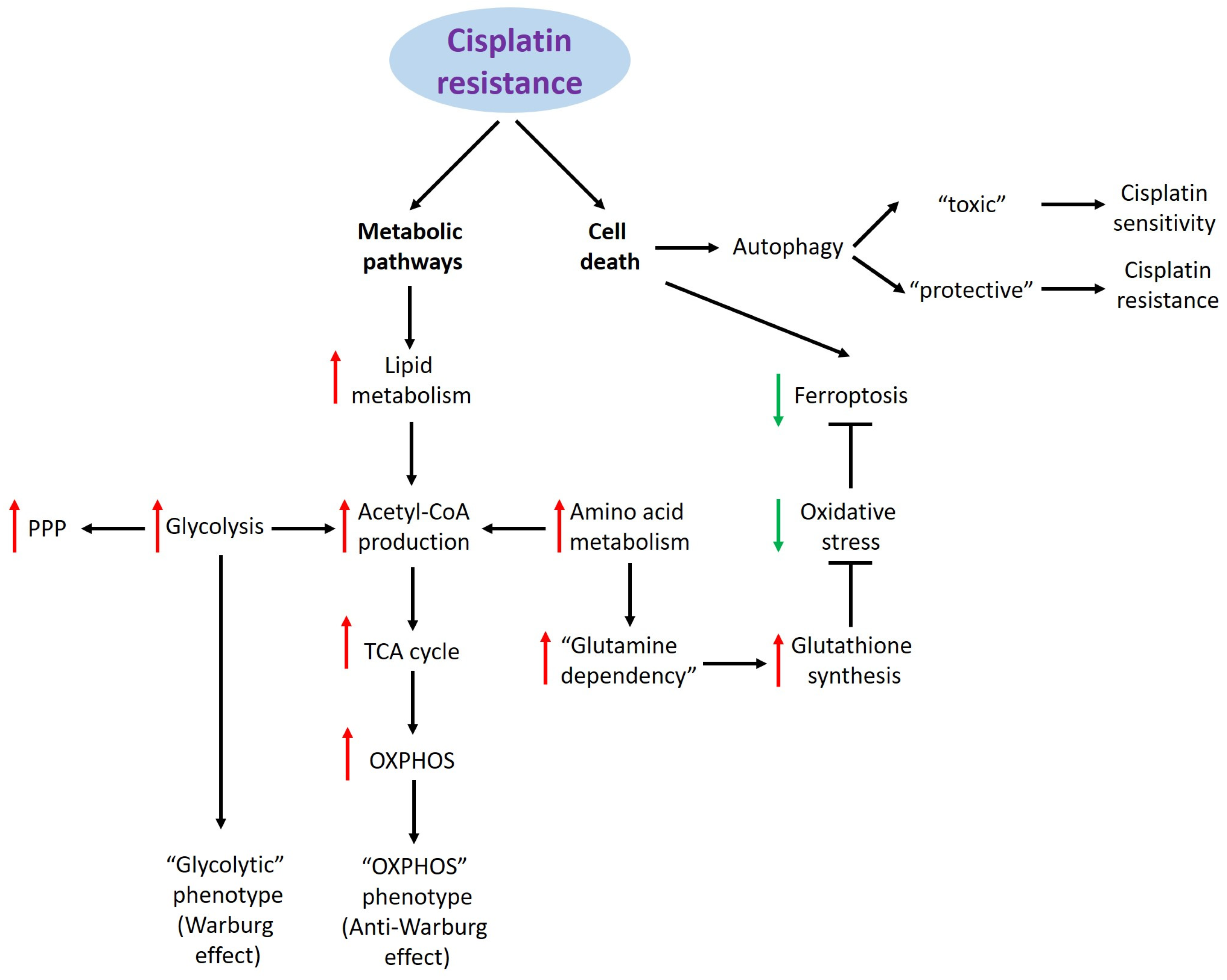 Cancers 16 03082 g001