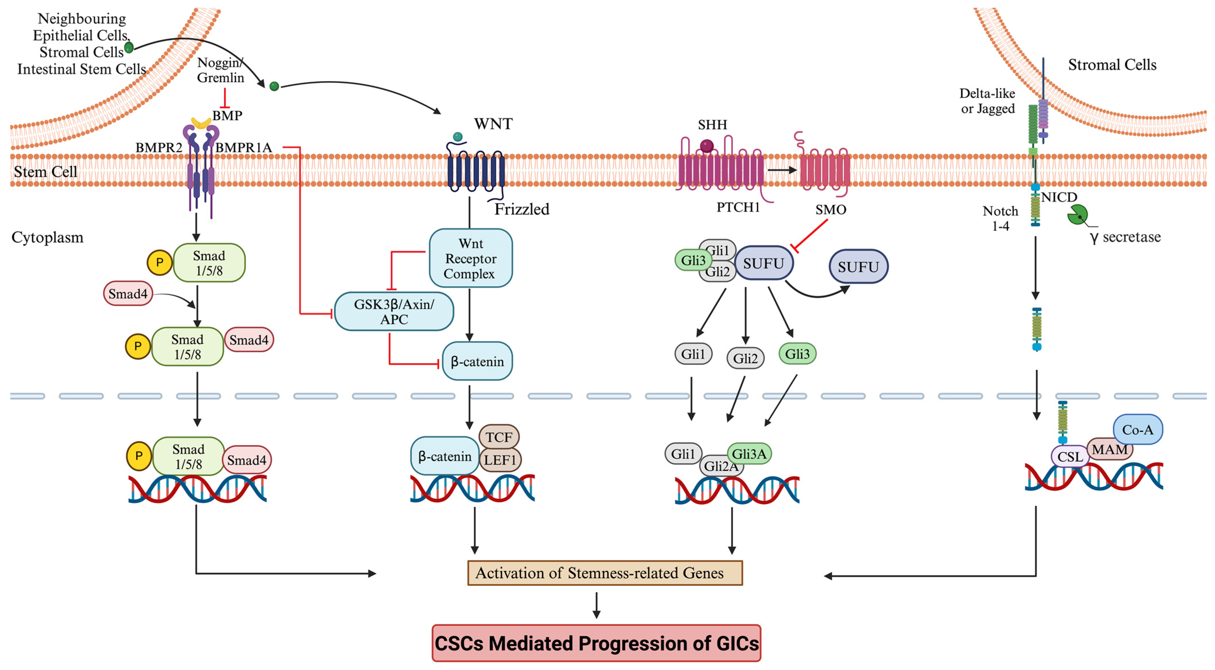 Cancers 16 03134 g002