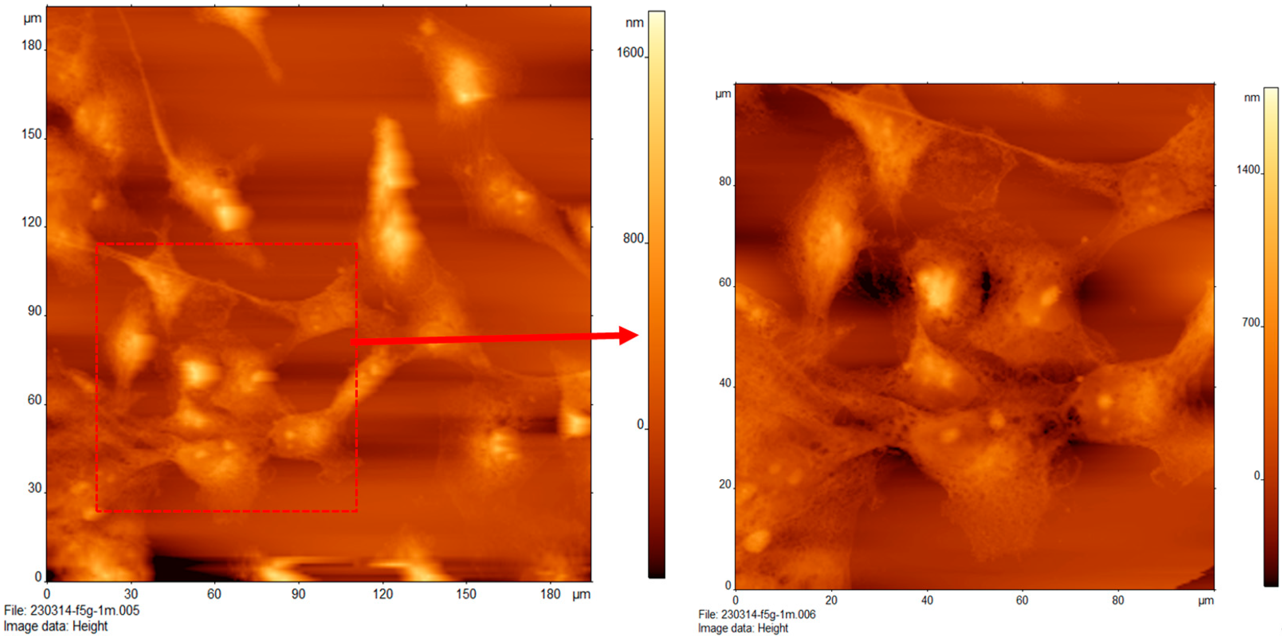 Cancers 16 03166 g003