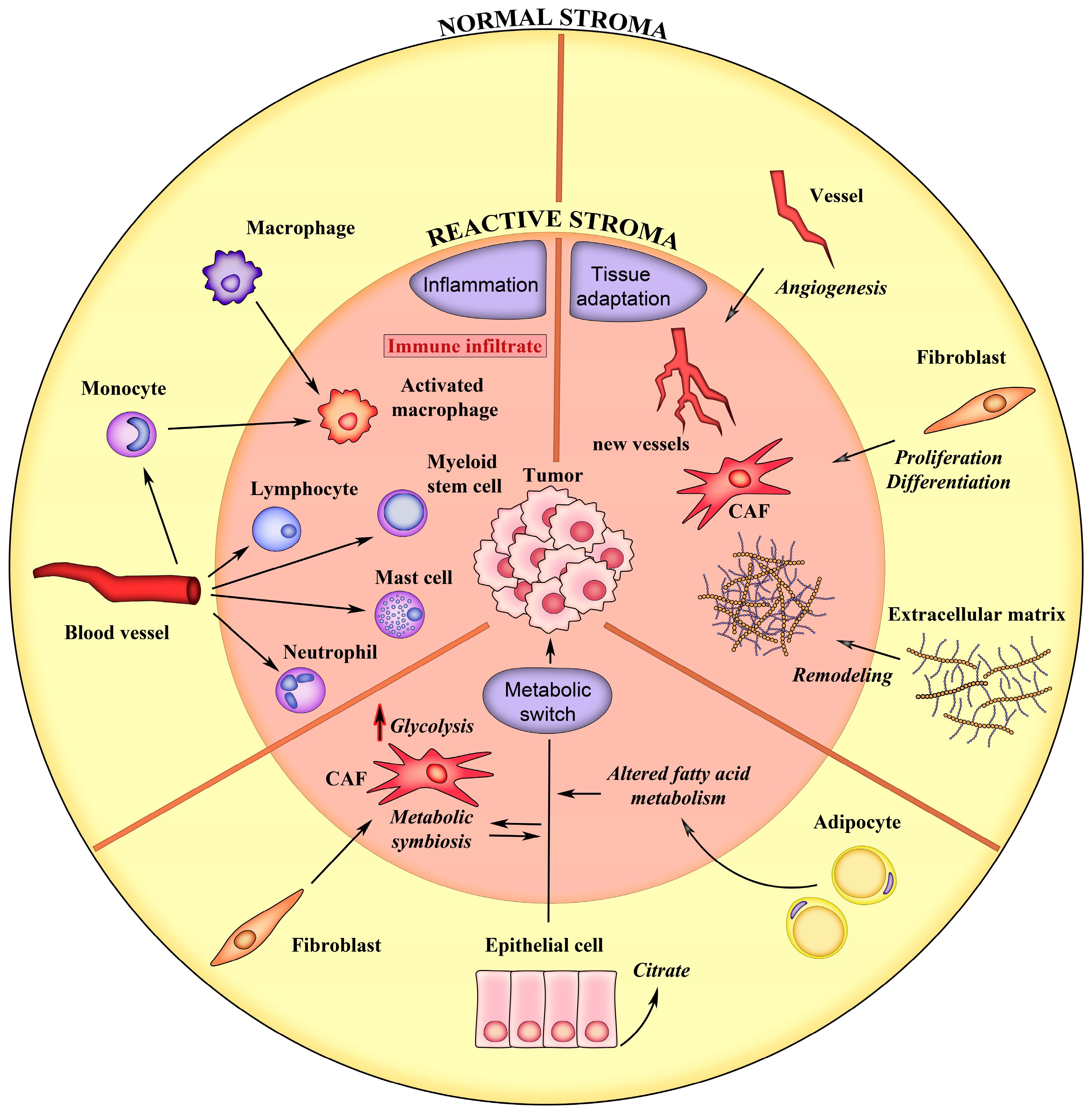 Cancers 16 03215 g001 Cancers 16 03215 g001