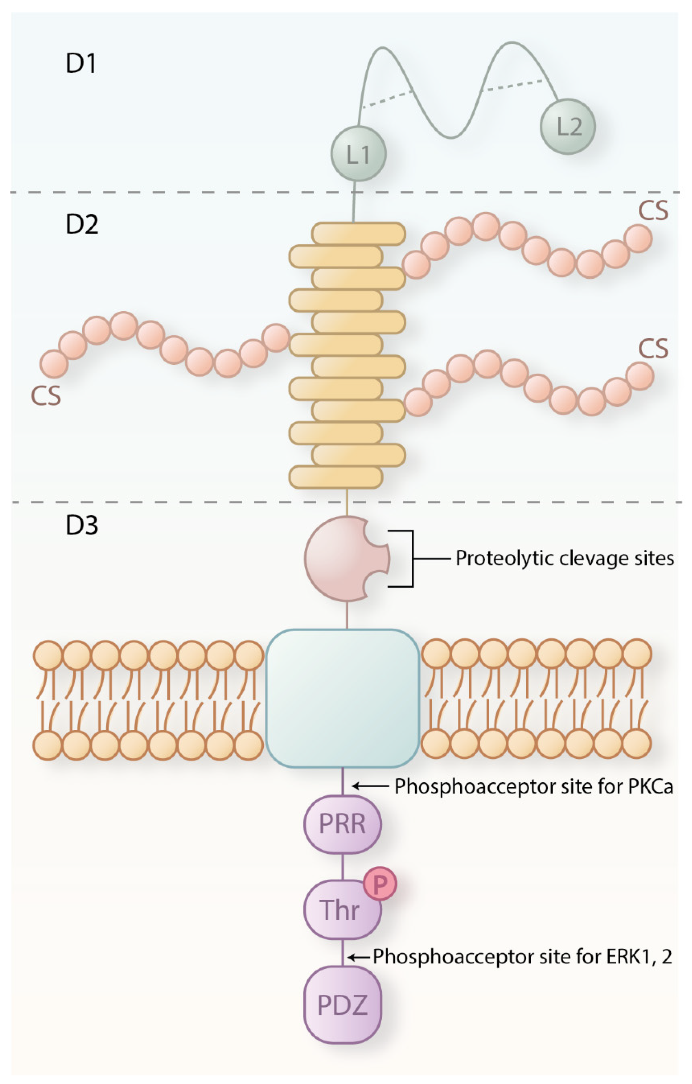 Cancers 16 03260 g001