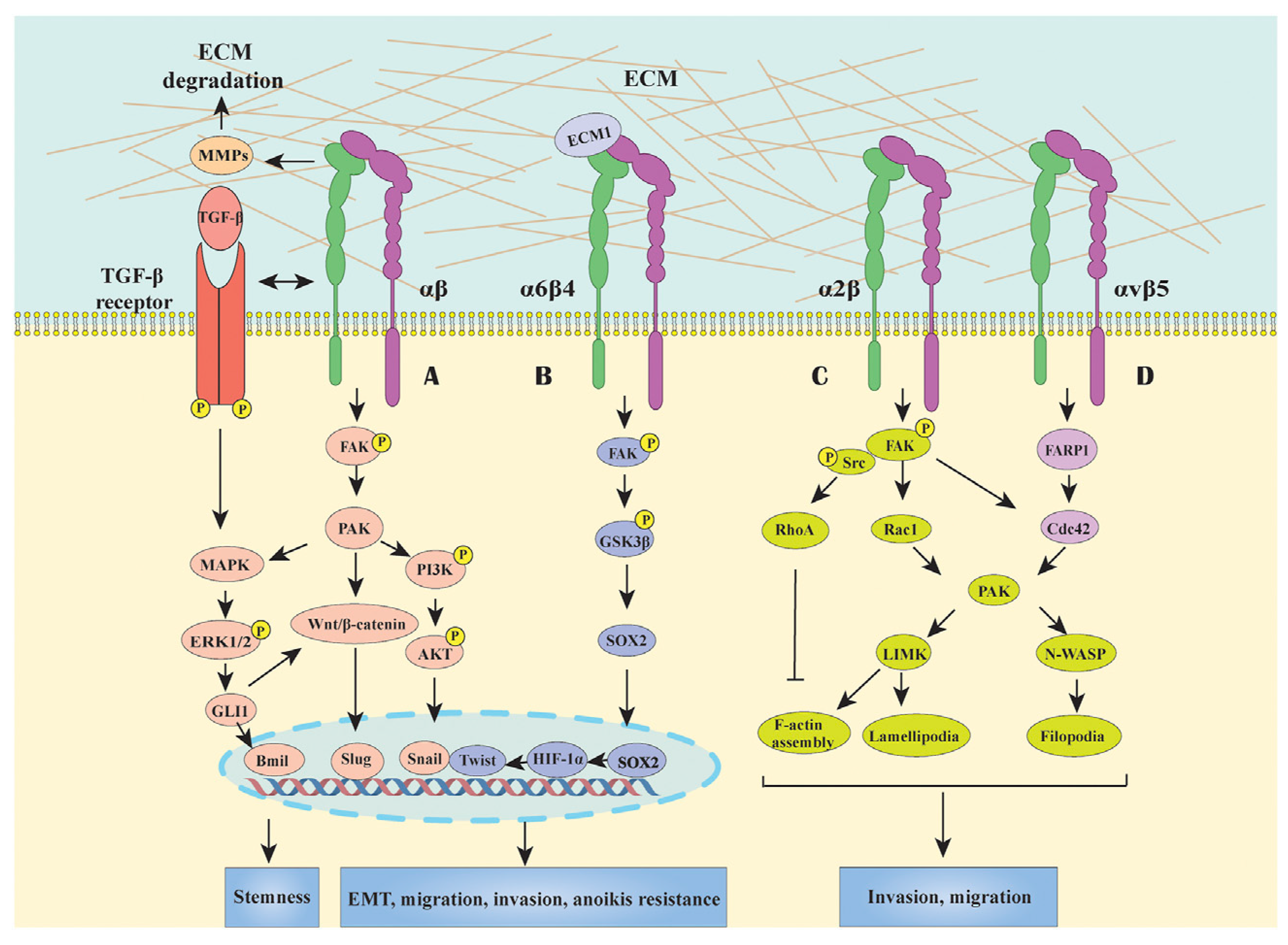 Cancers 16 03323 g003