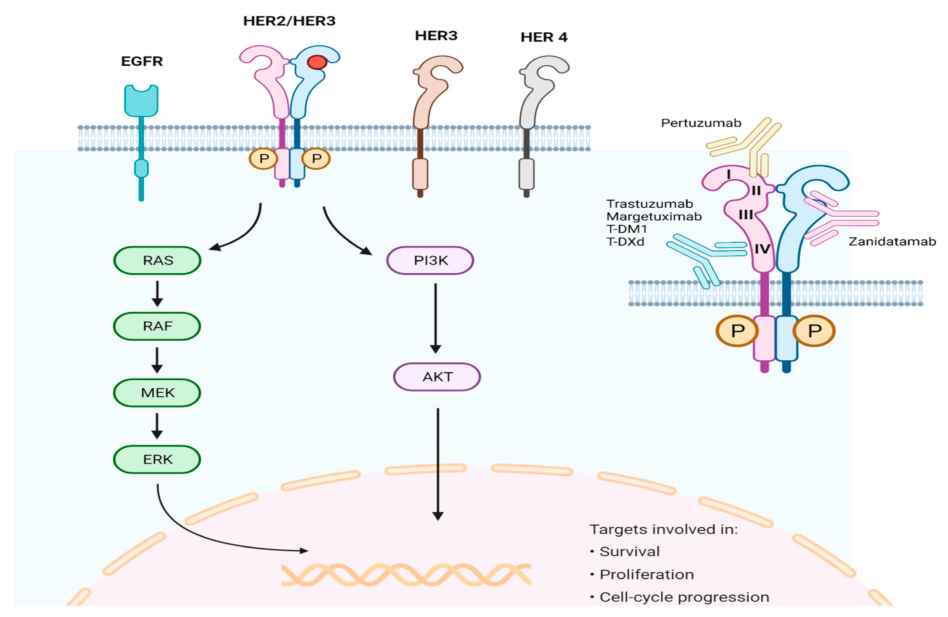Cancers 16 03323 g004