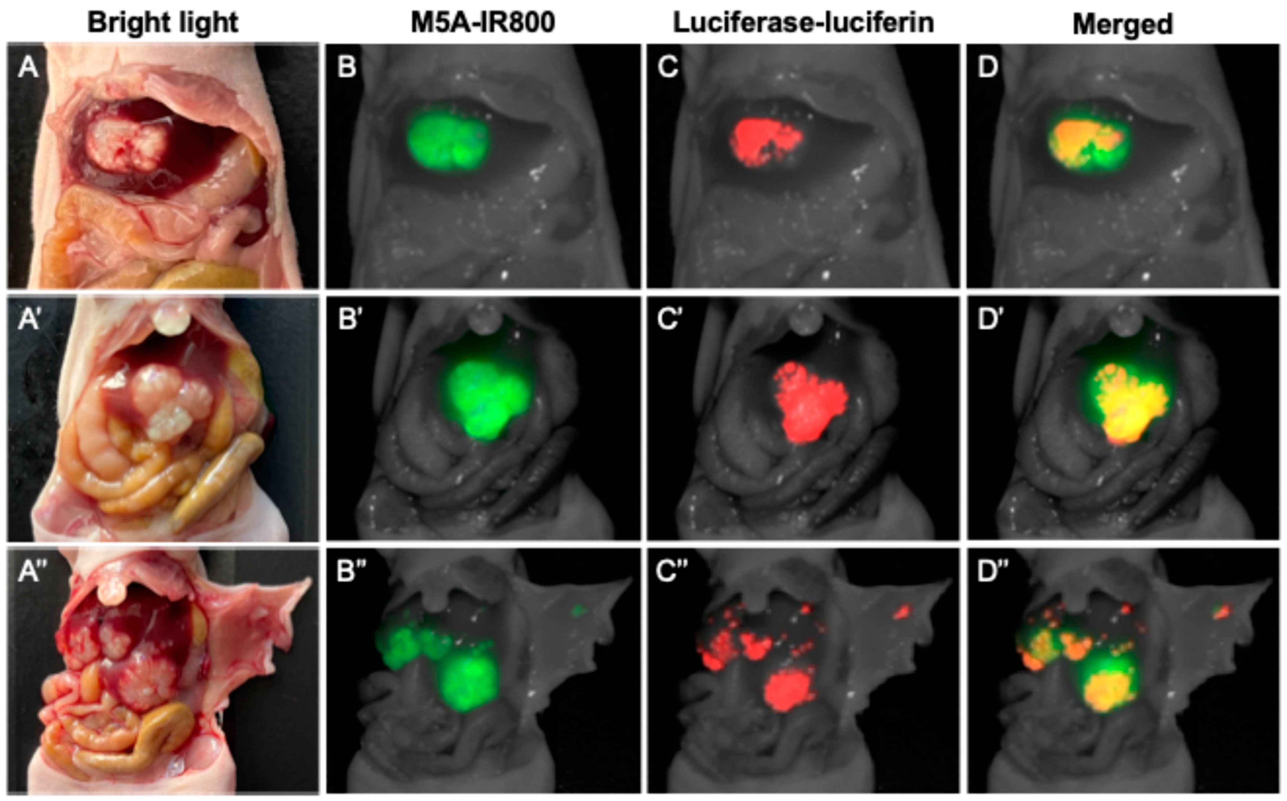 Cancers 16 03341 g002