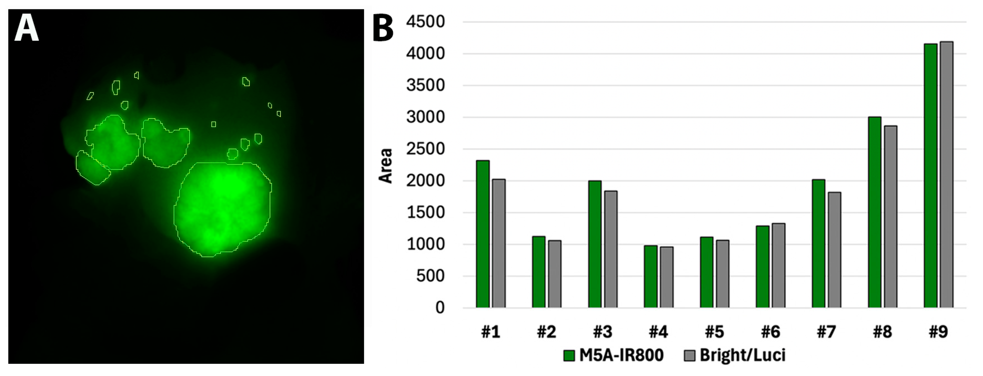 Cancers 16 03341 g004