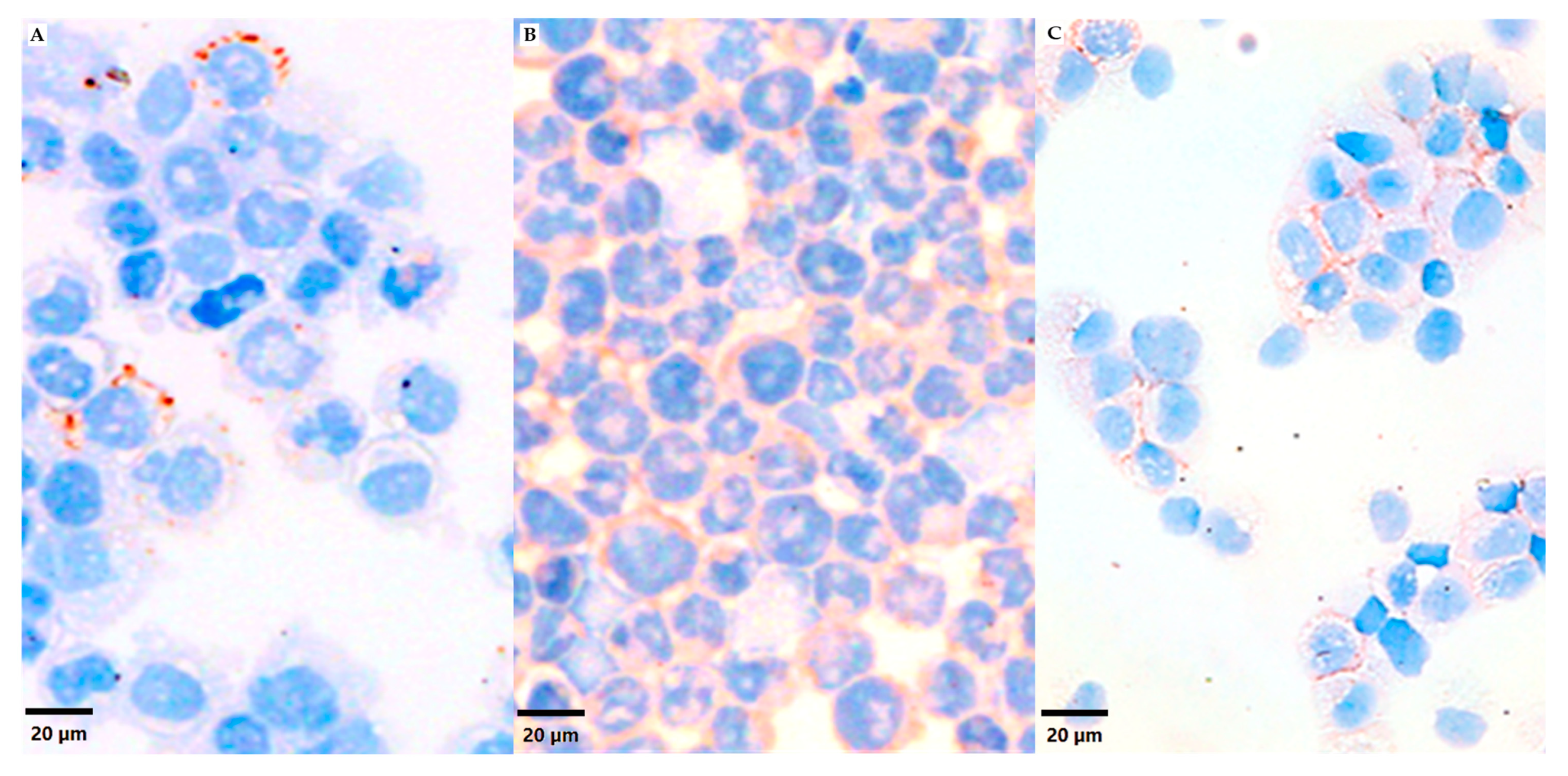 Cancers 16 03347 g001