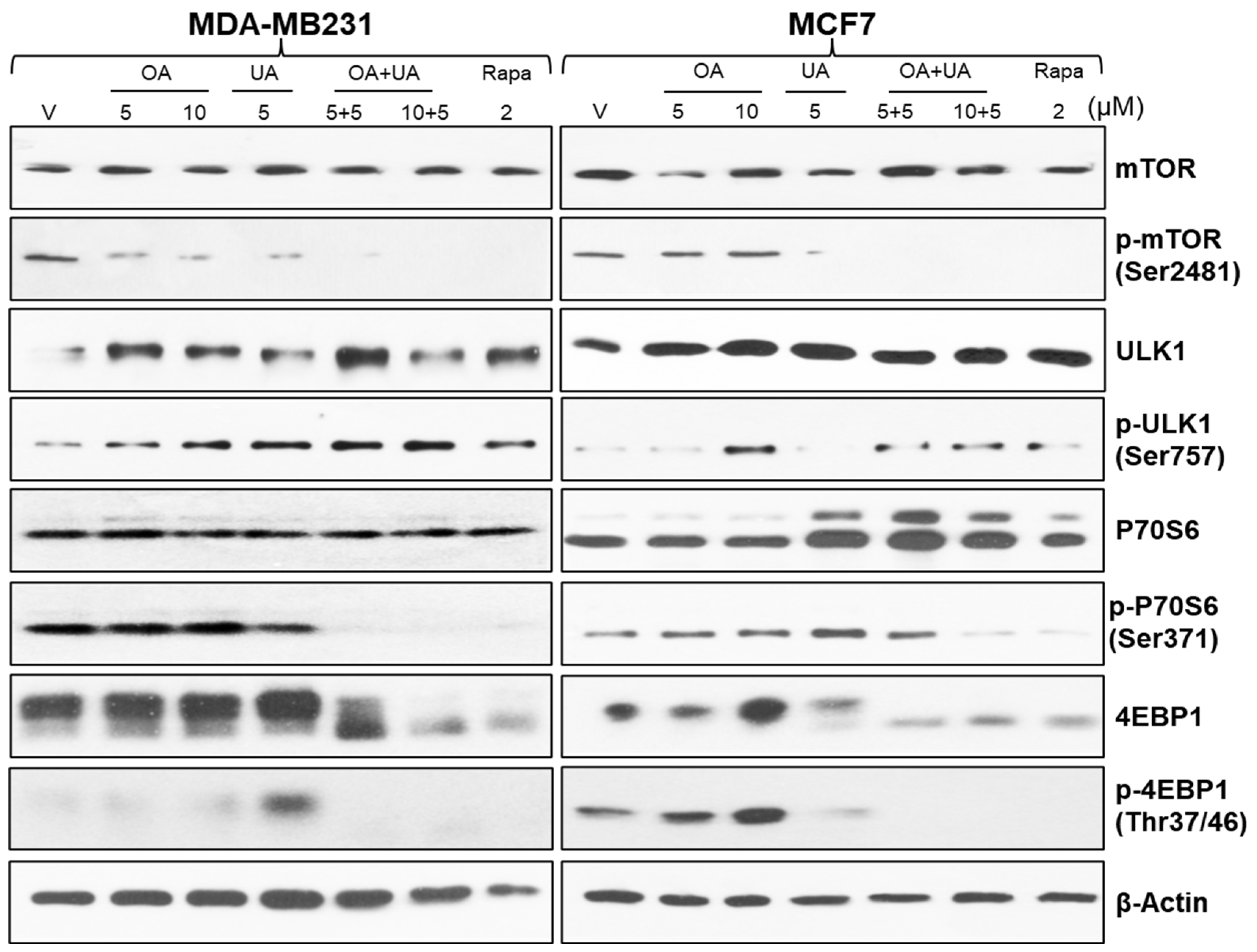 Cancers 16 03367 g004