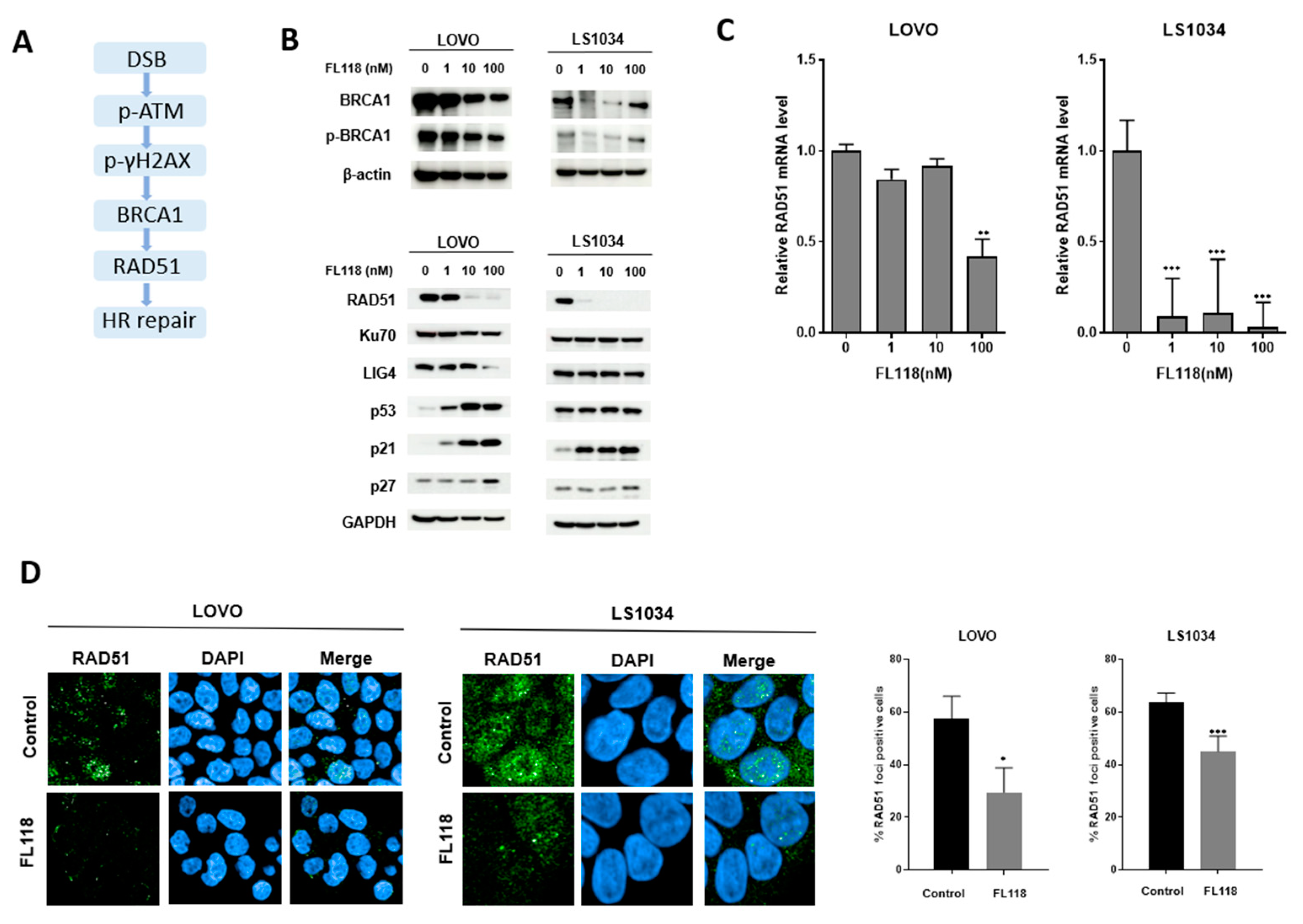 Cancers 16 03385 g003