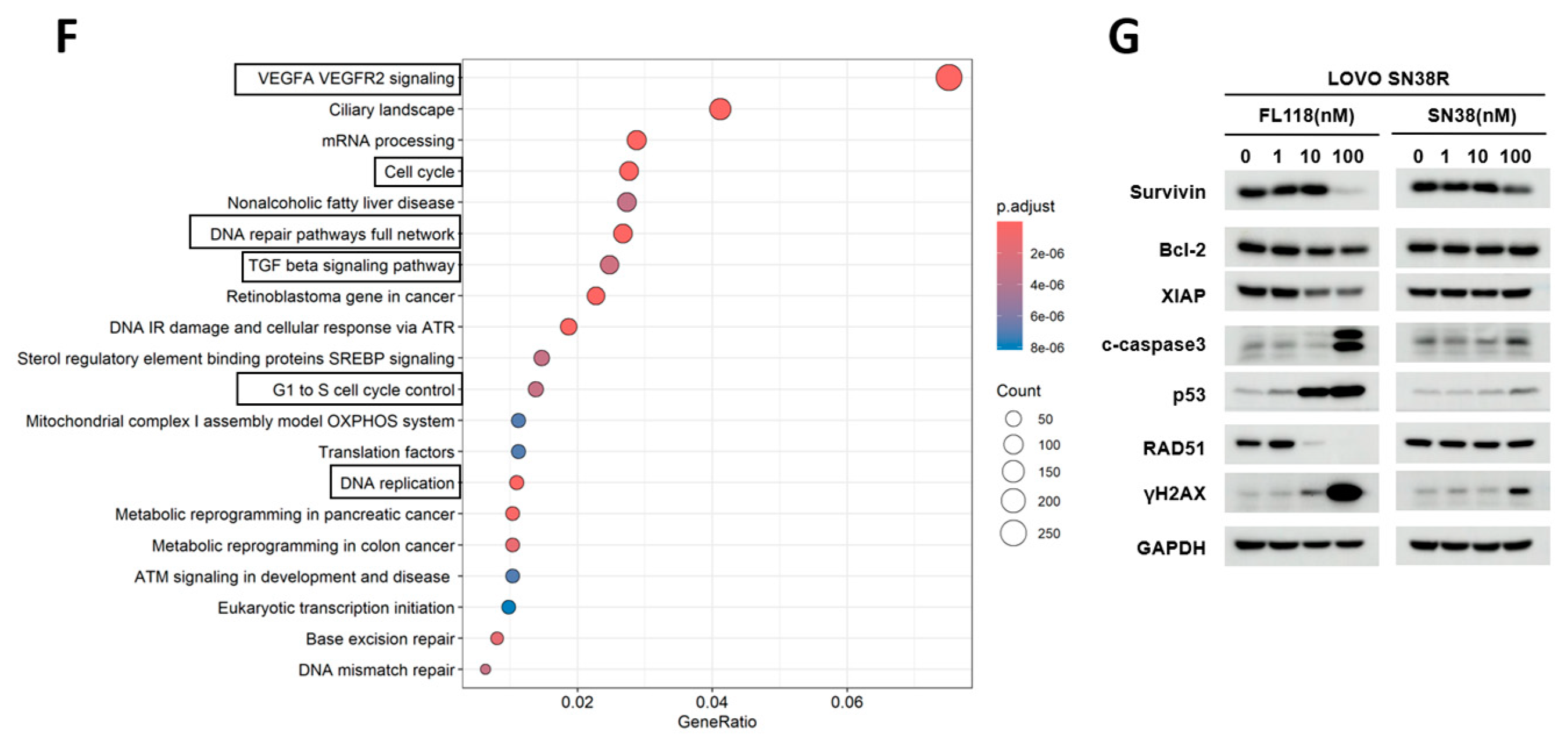 Cancers 16 03385 g005b
