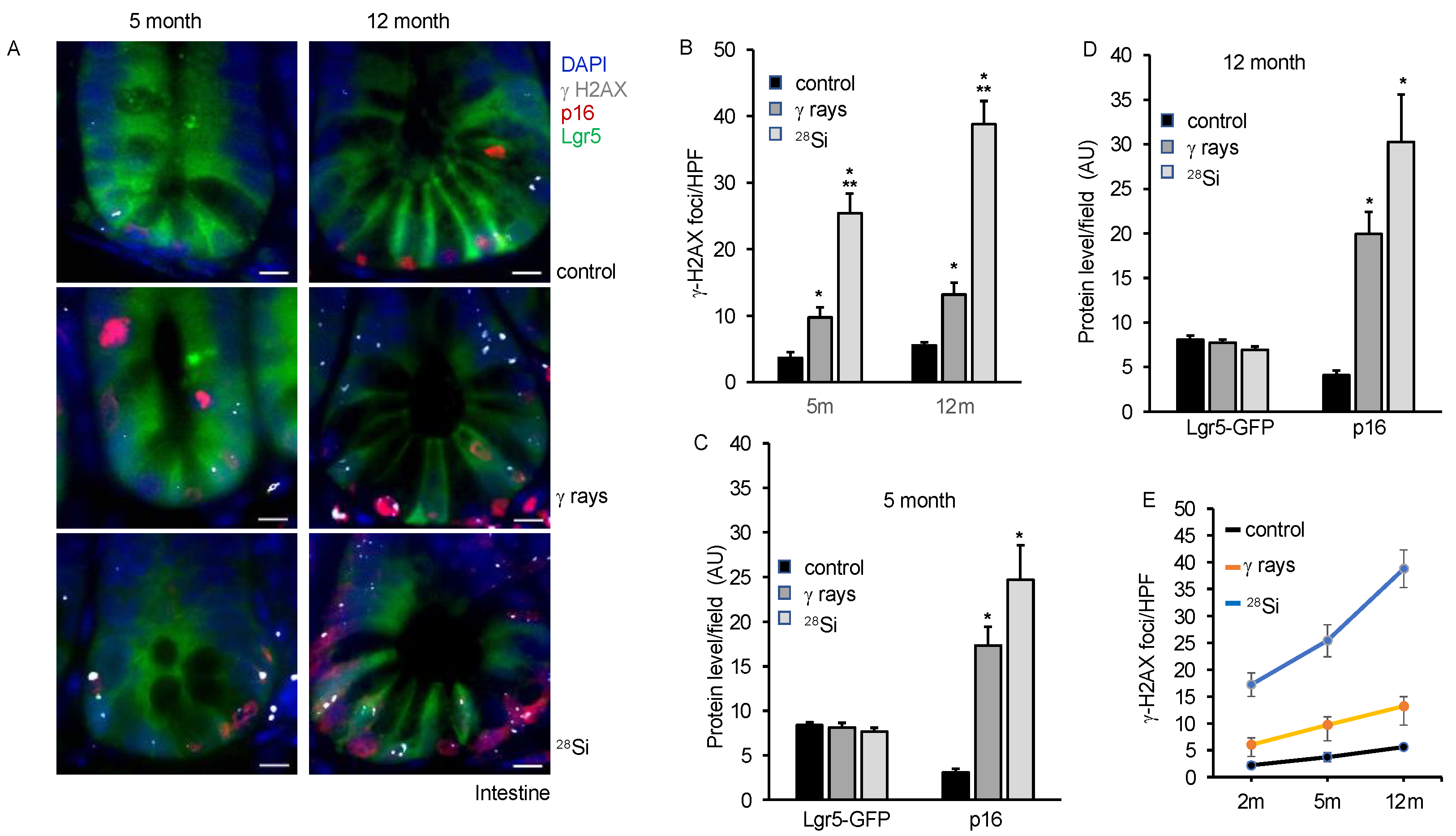Cancers 16 03392 g004