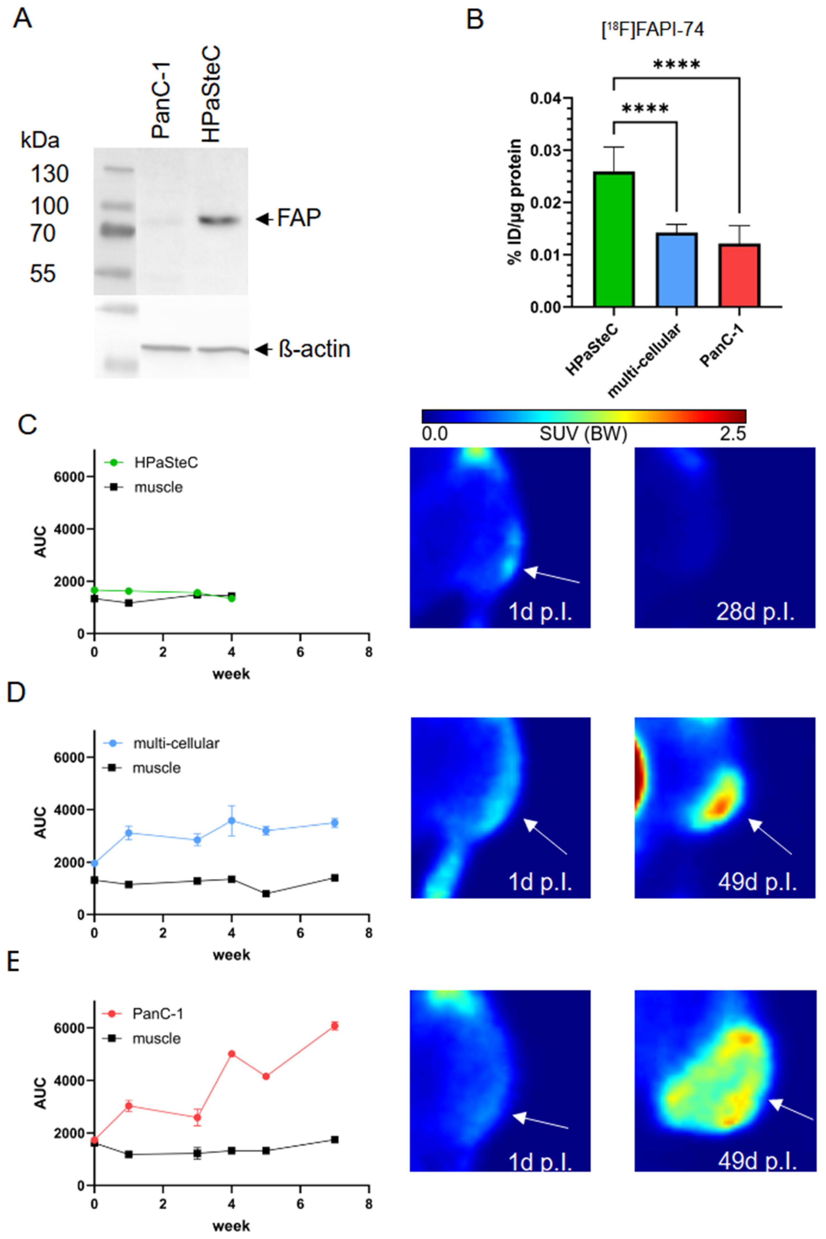 Cancers 16 03393 g005
