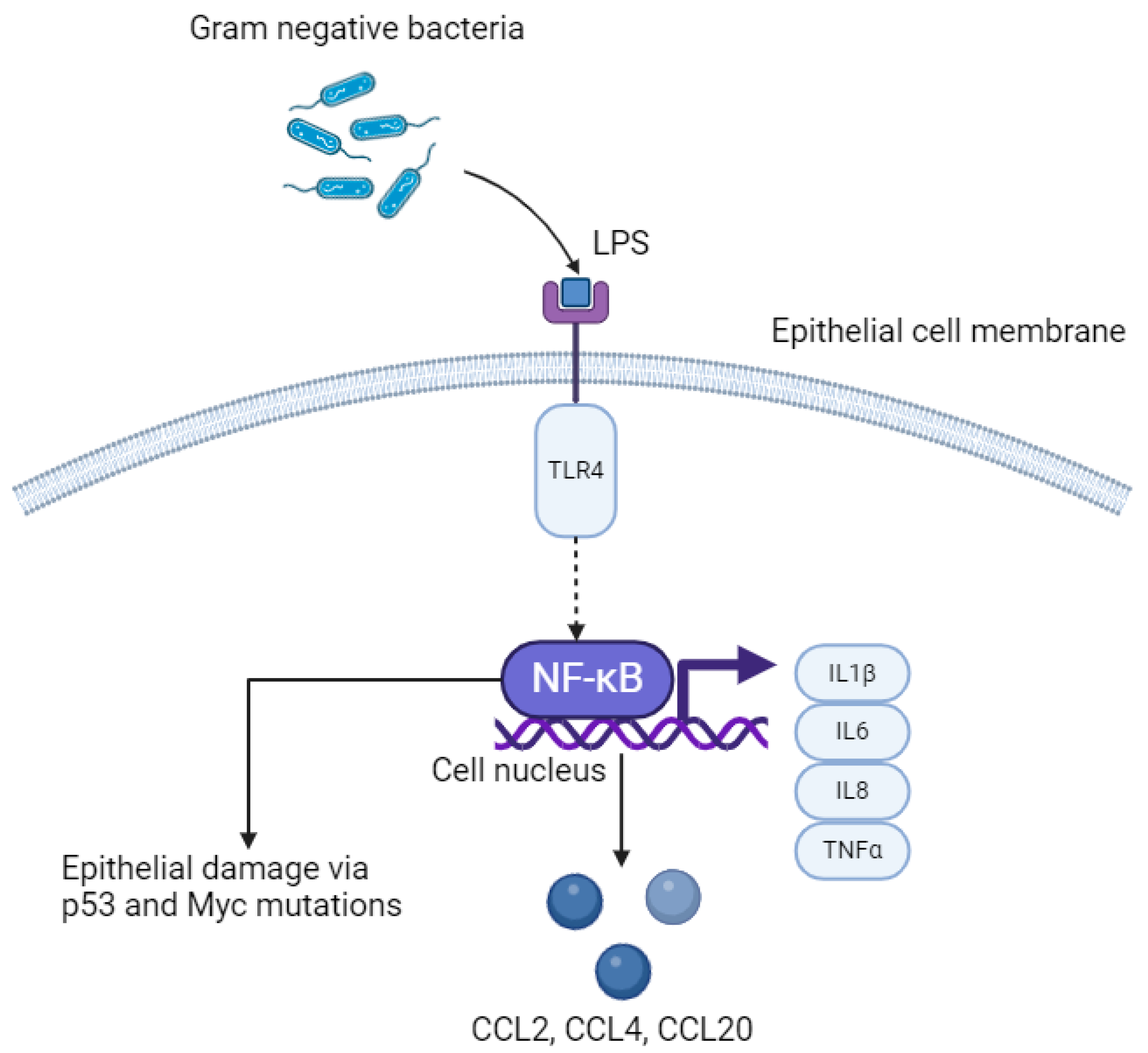 Cancers 16 03426 g002