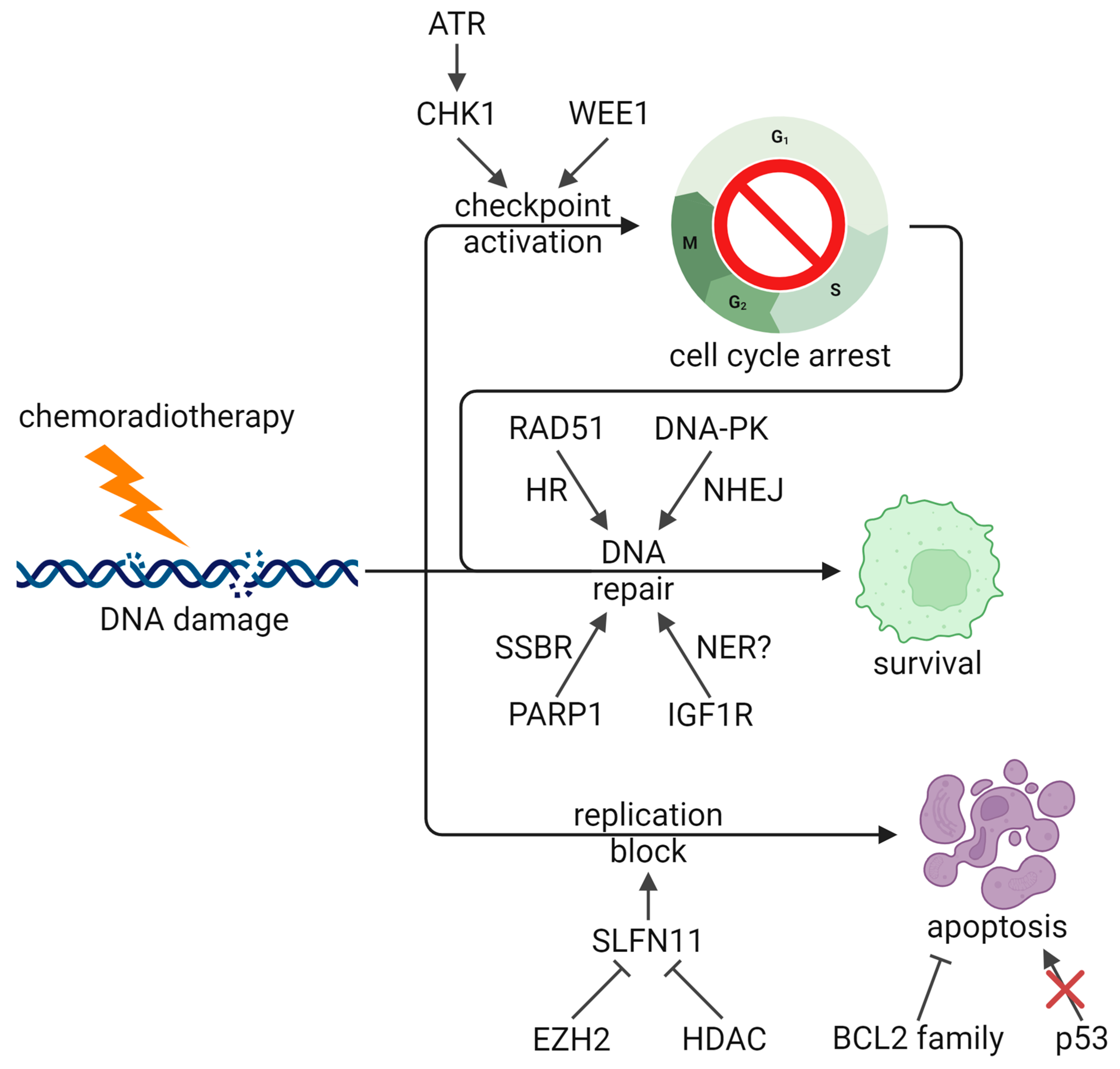 Cancers 16 03438 g002