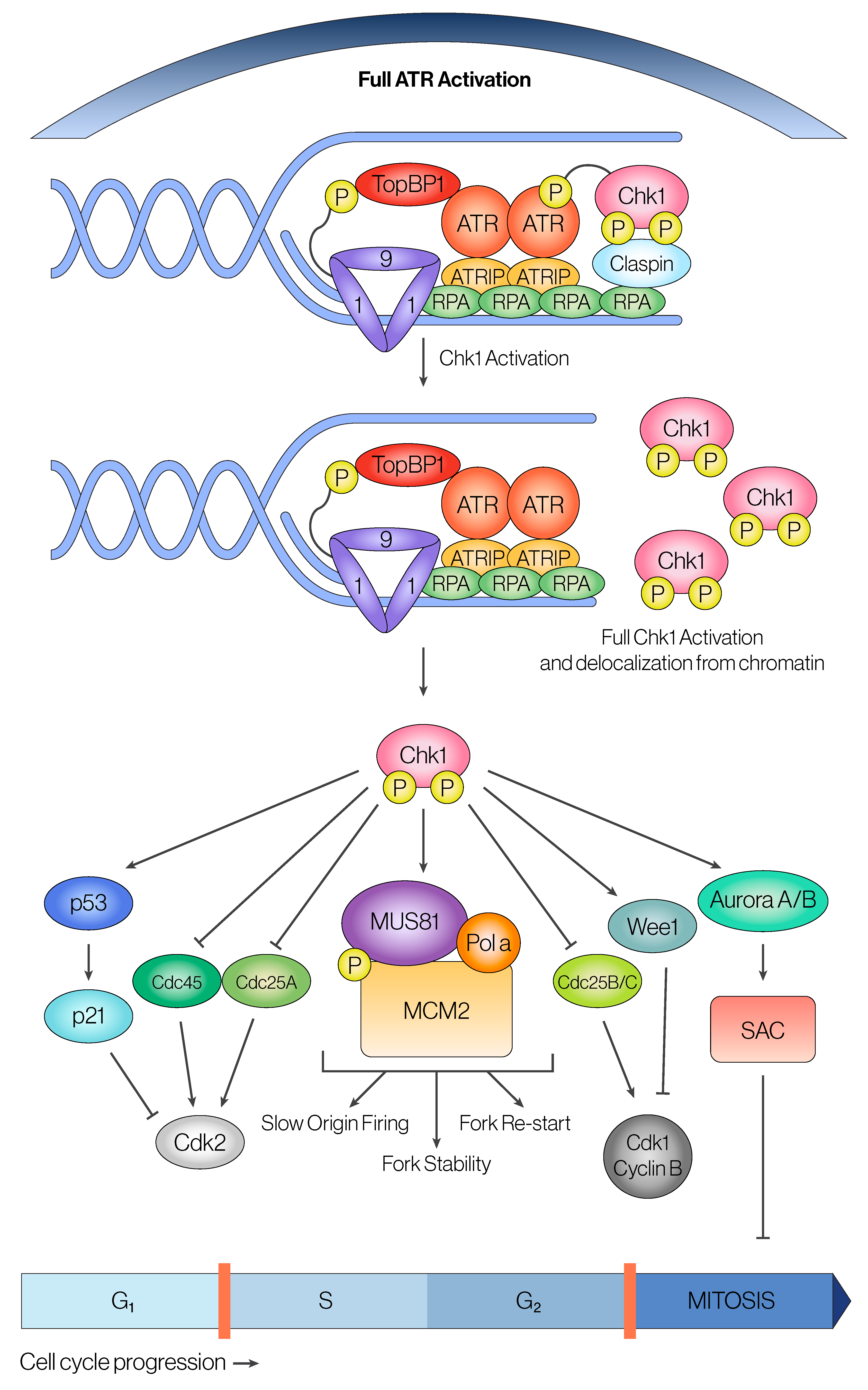 Cancers 16 03536 g002 Cancers 16 03536 g002