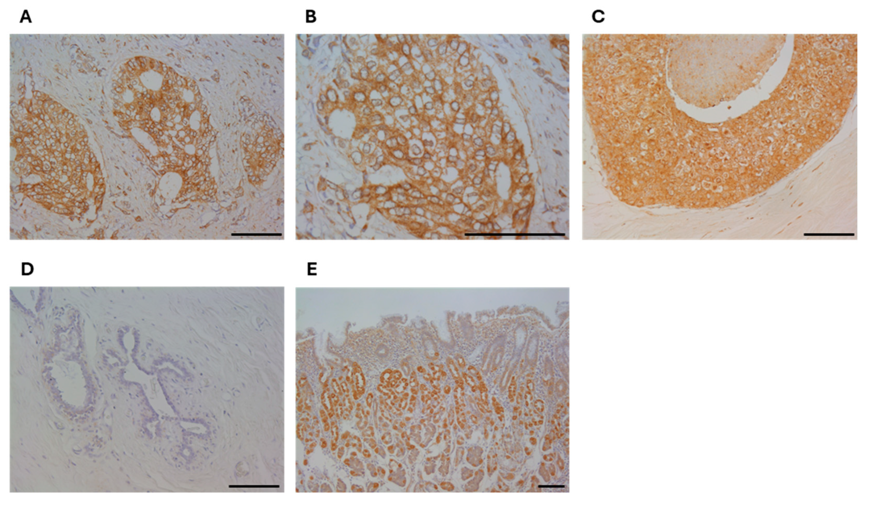 Cancers 16 03600 g001