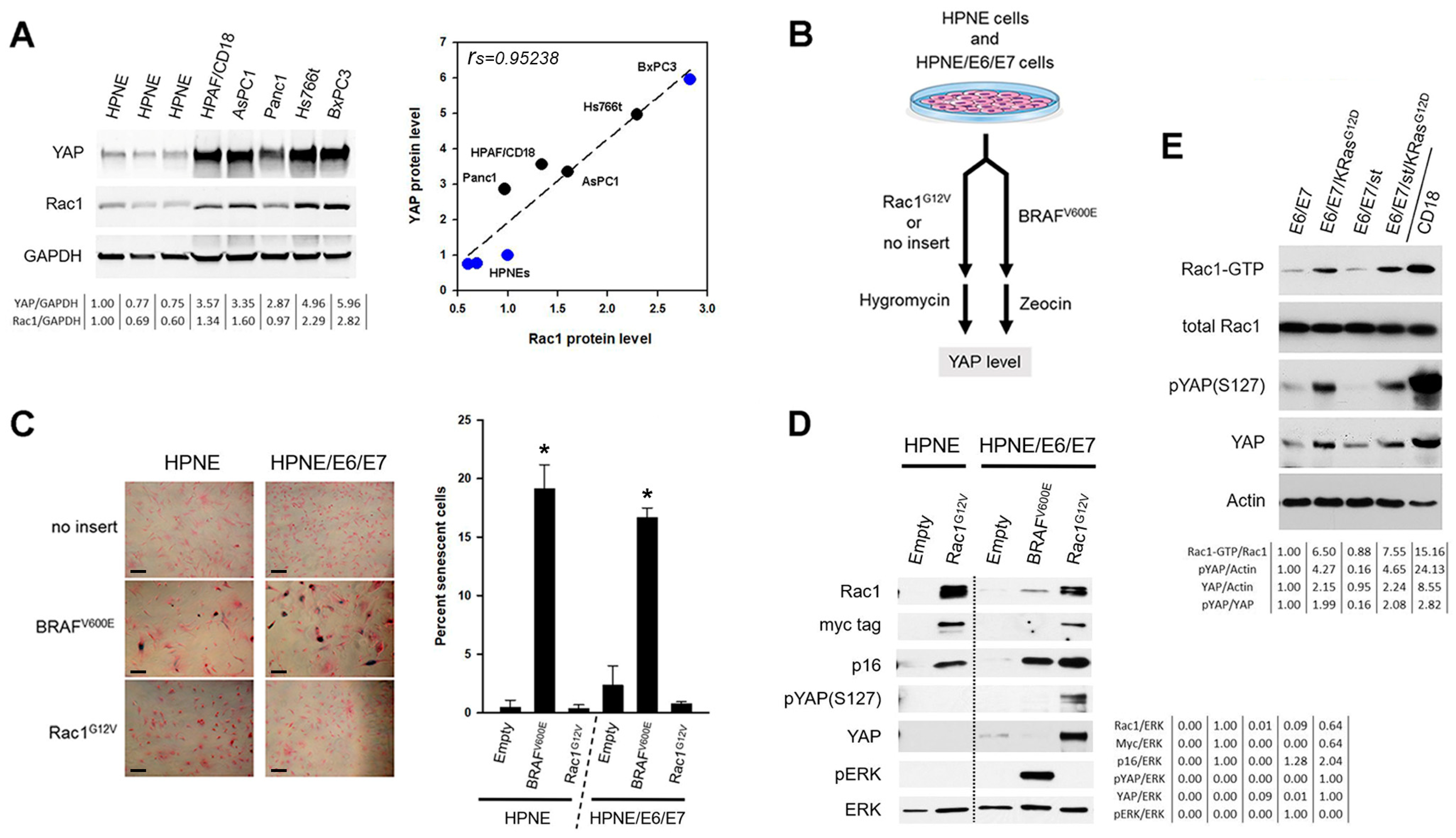 Cancers 16 03605 g002