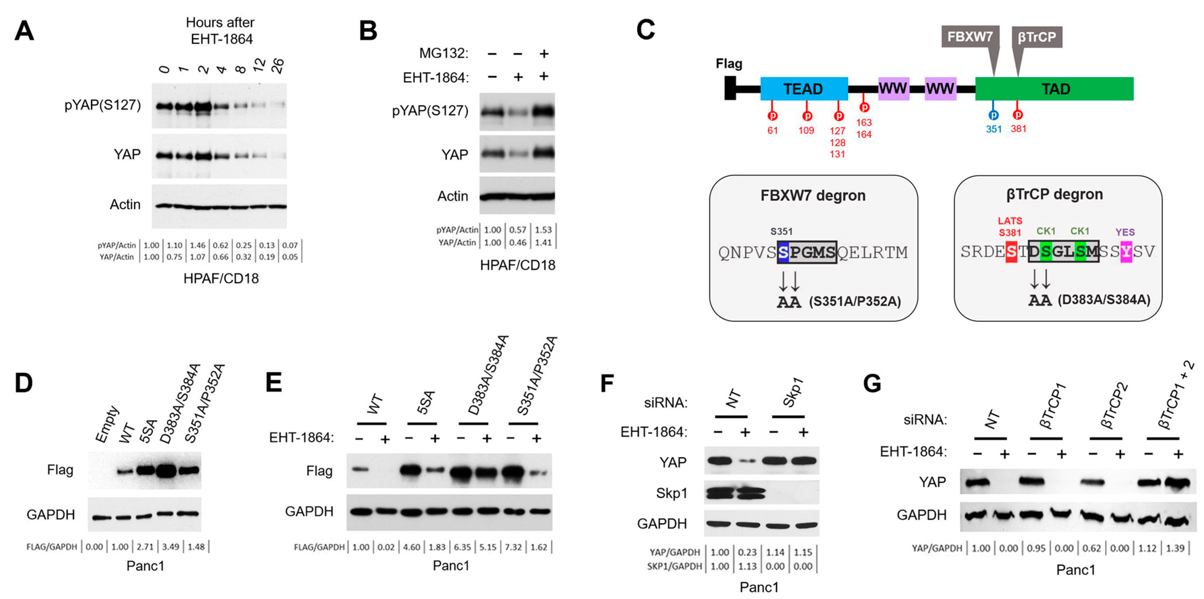 Cancers 16 03605 g003