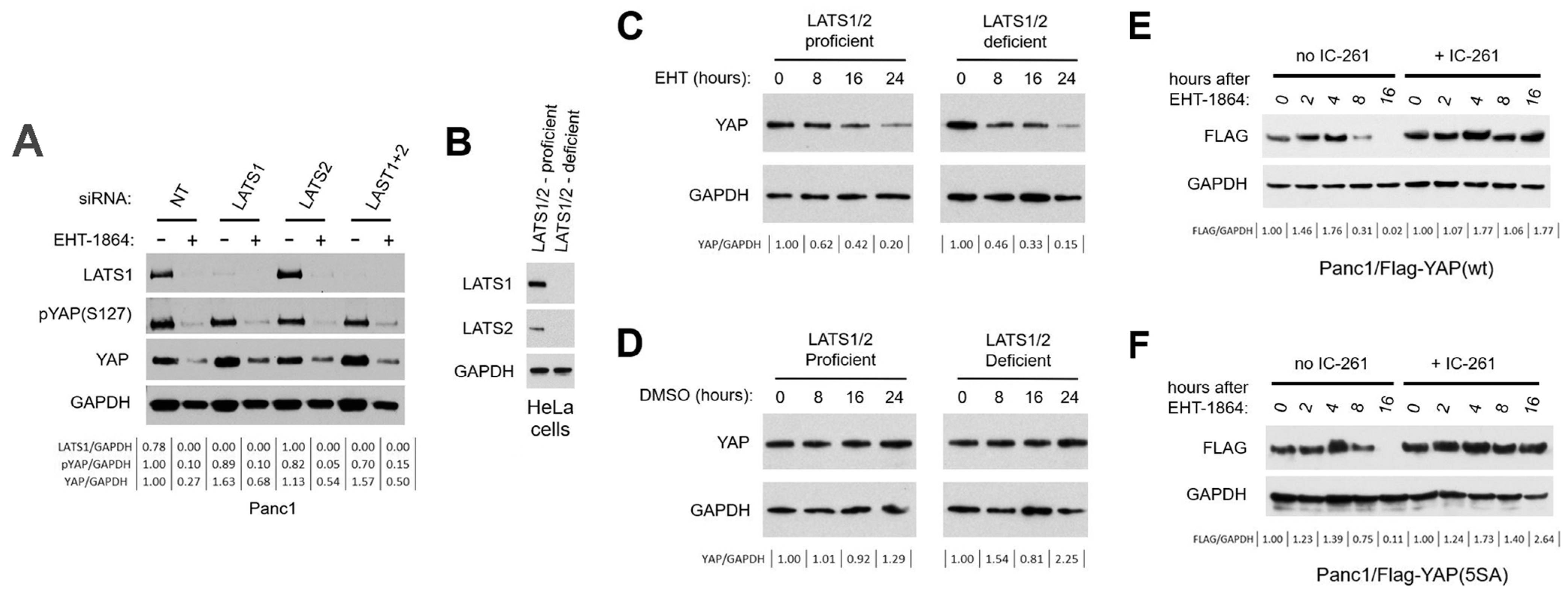 Cancers 16 03605 g004