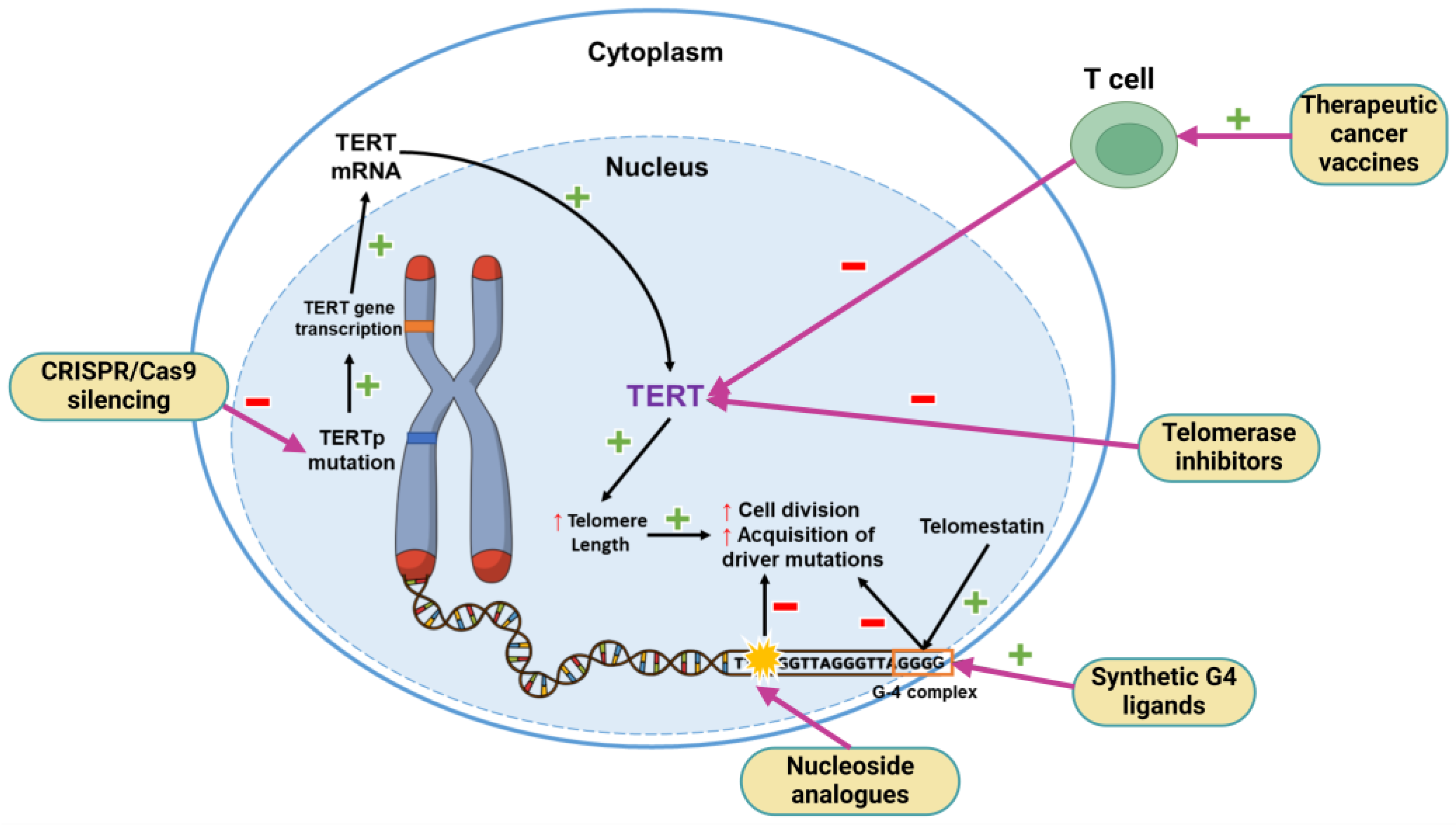 Cancers 16 03635 g003