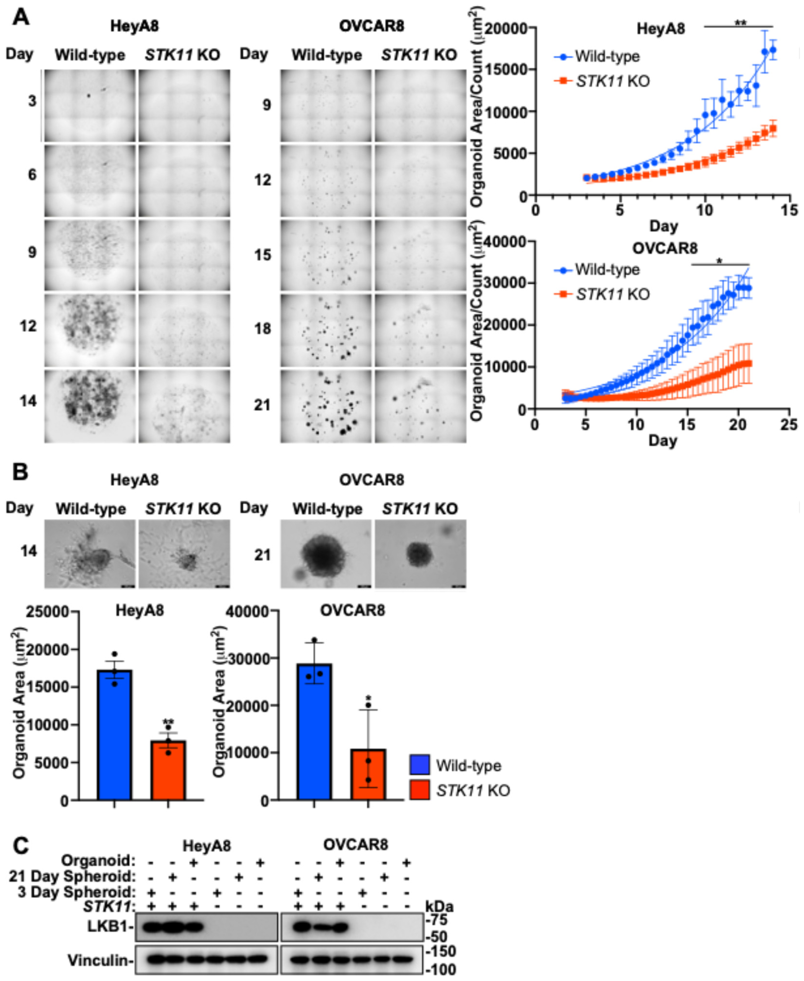Cancers 16 03726 g007