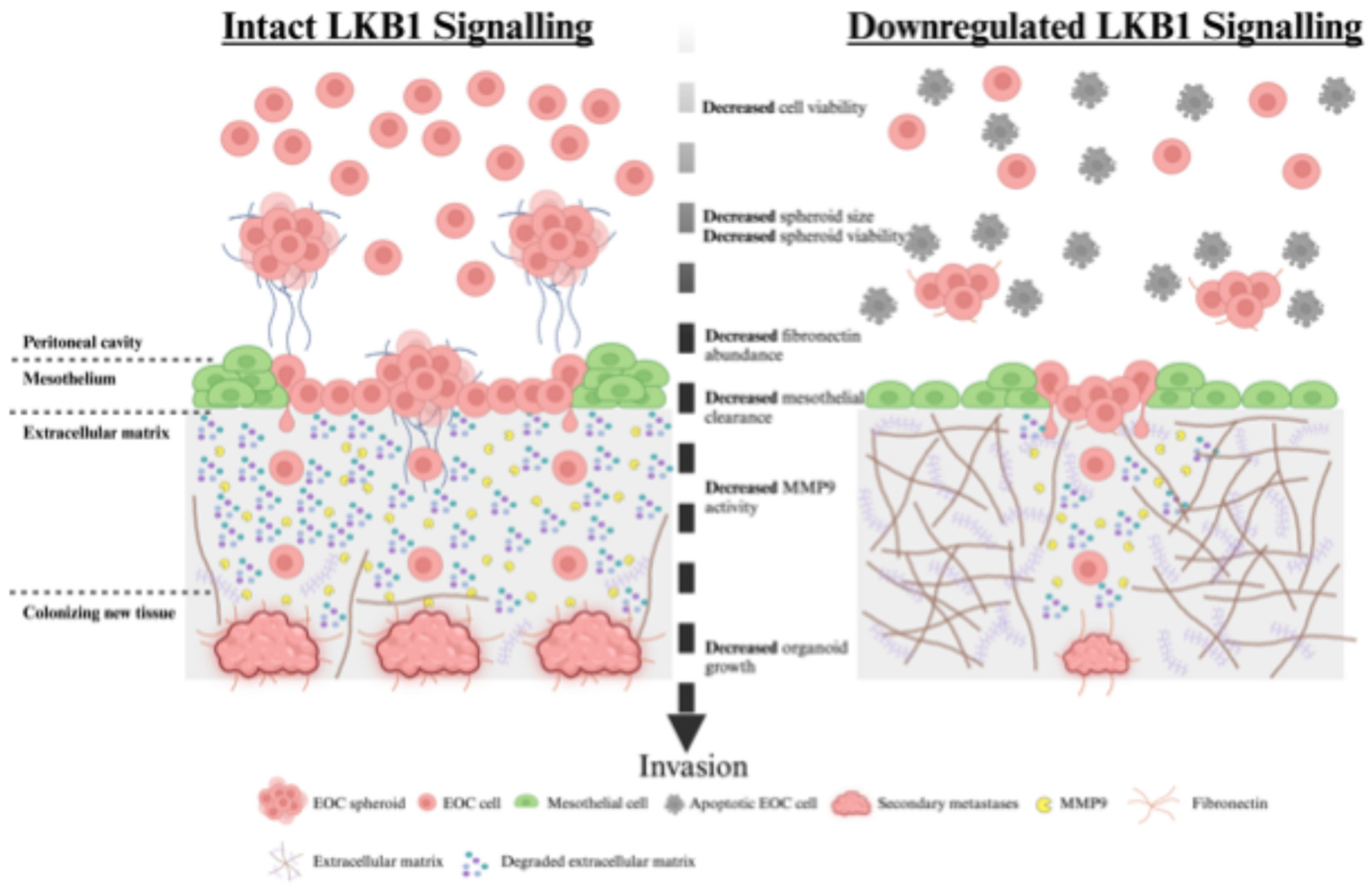 Cancers 16 03726 g008