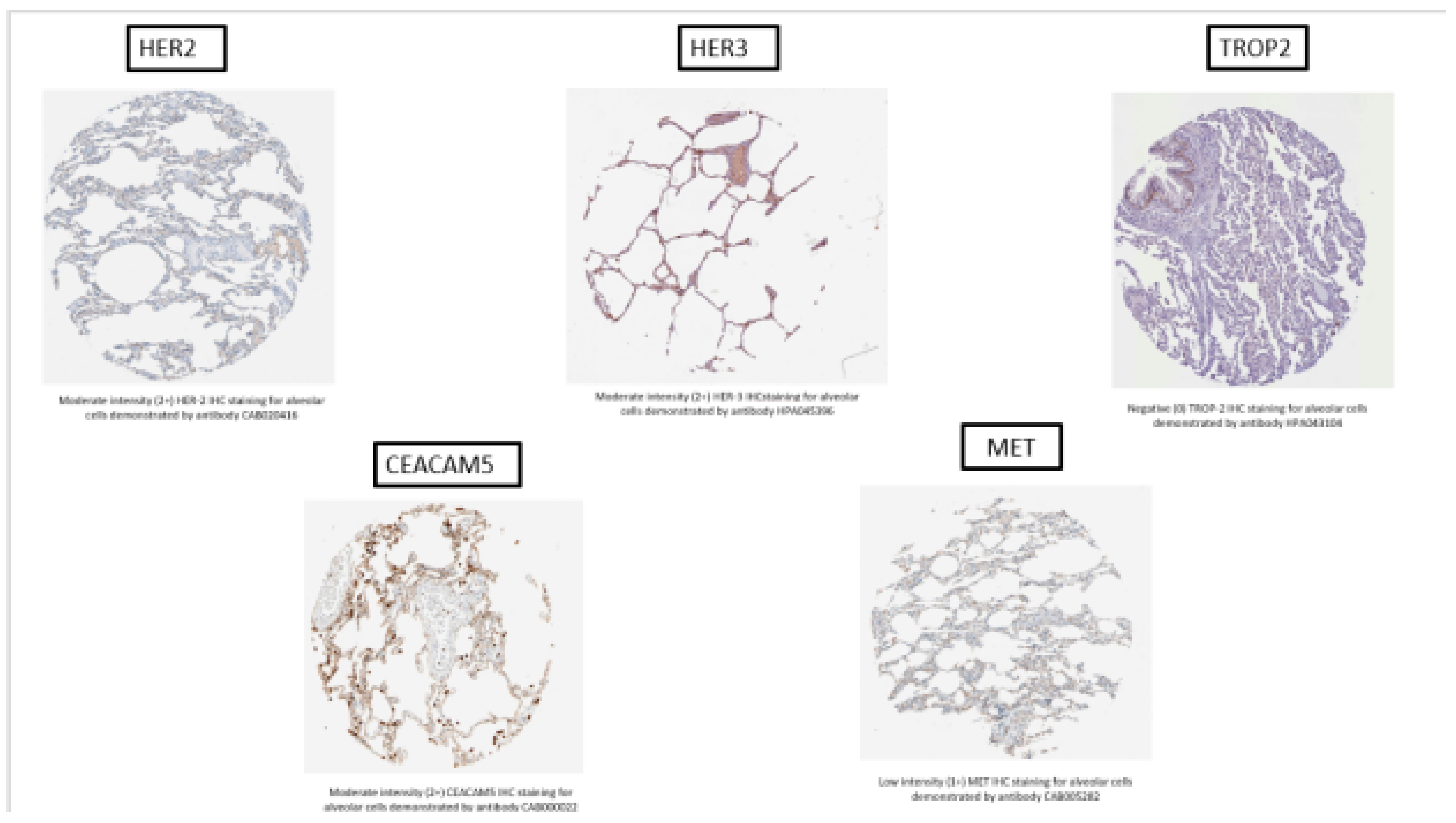 Cancers 16 03753 g003