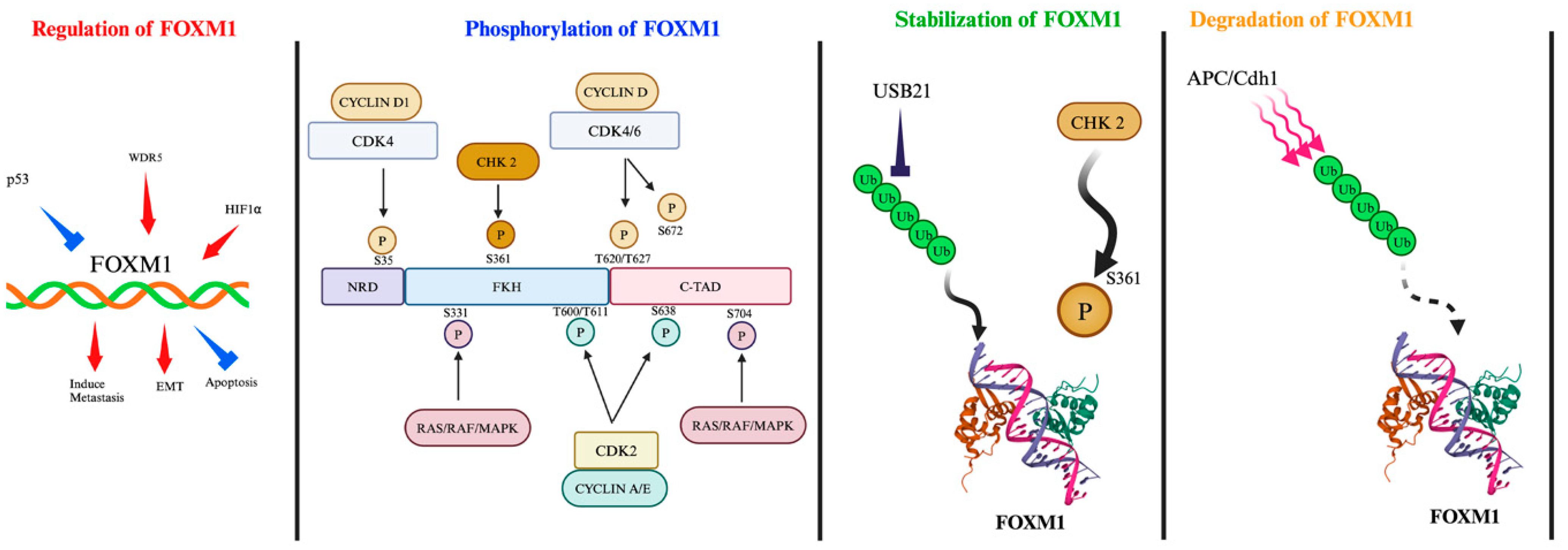 Cancers 16 03823 g001 Cancers 16 03823 g001