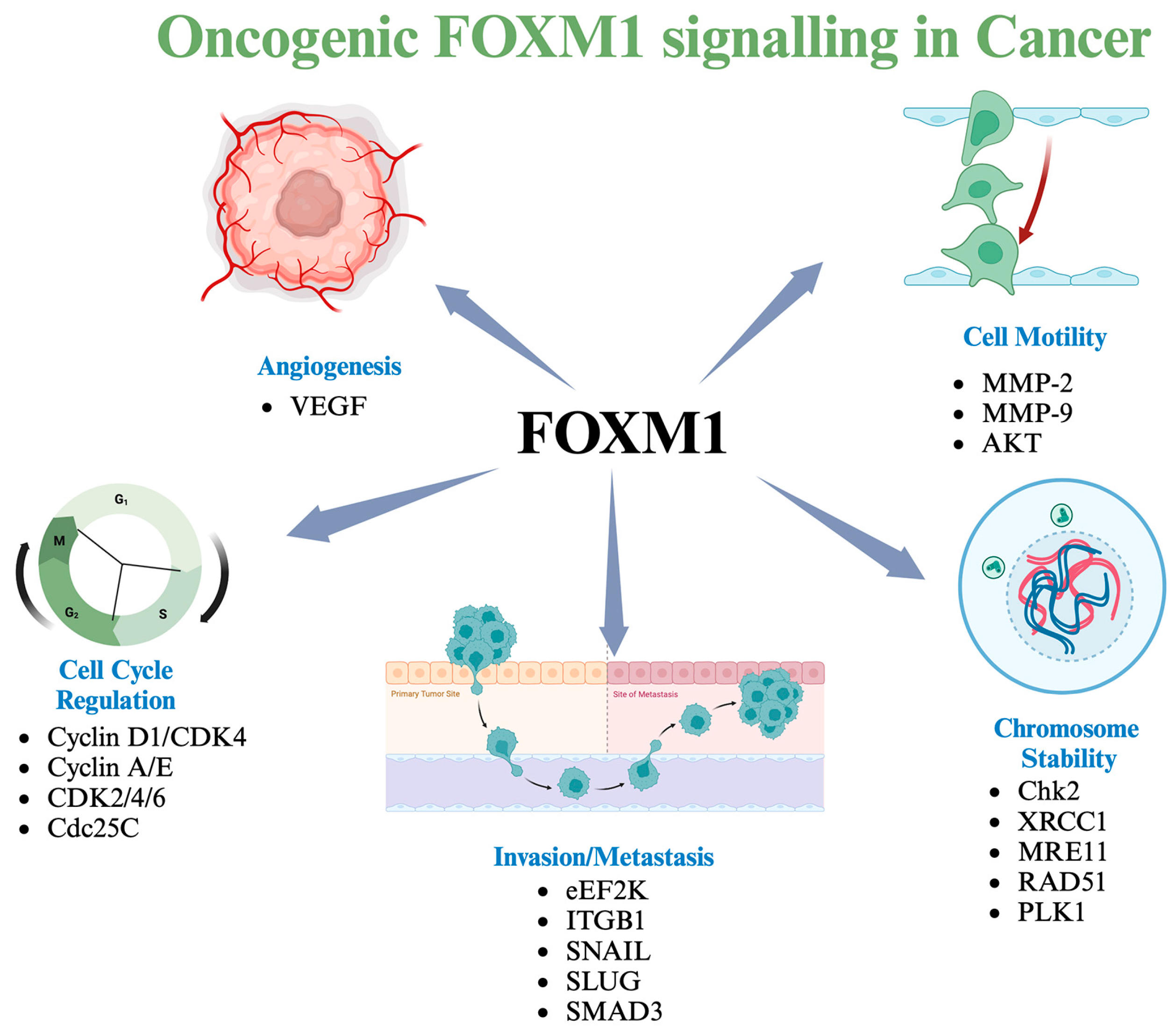 Cancers 16 03823 g002 Cancers 16 03823 g002