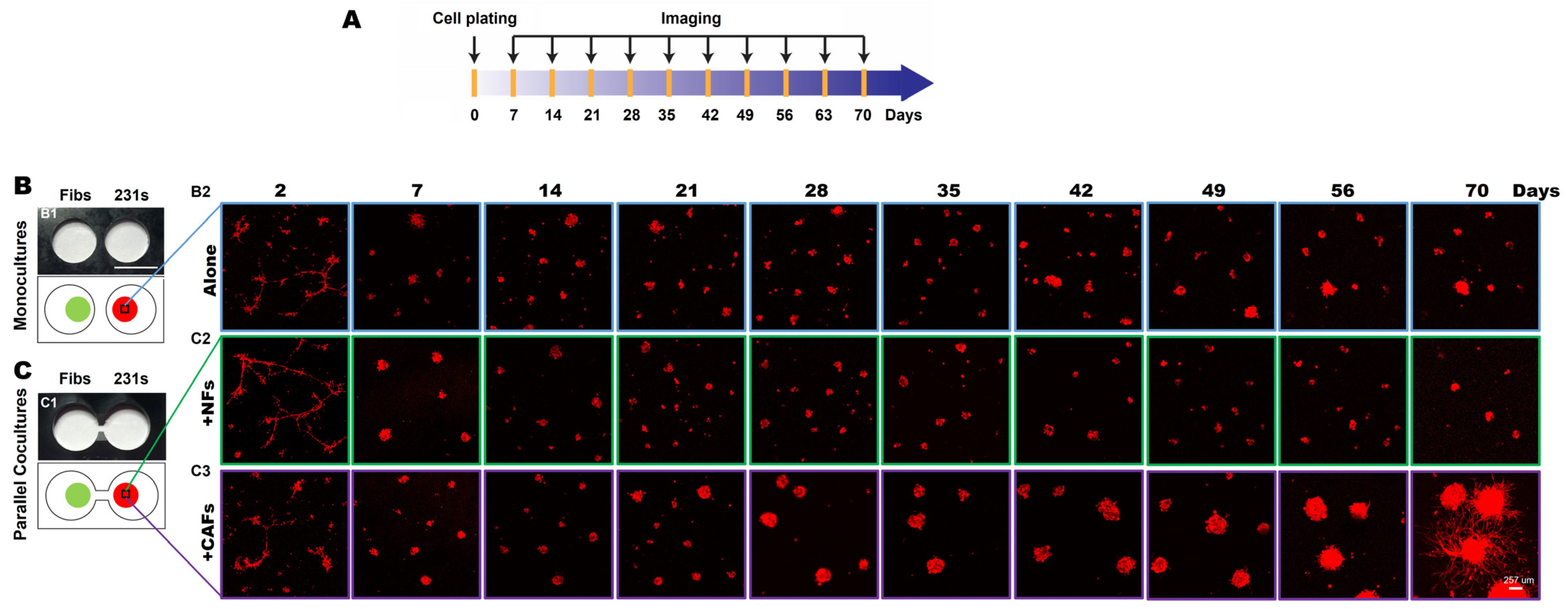 Cancers 16 03840 g001