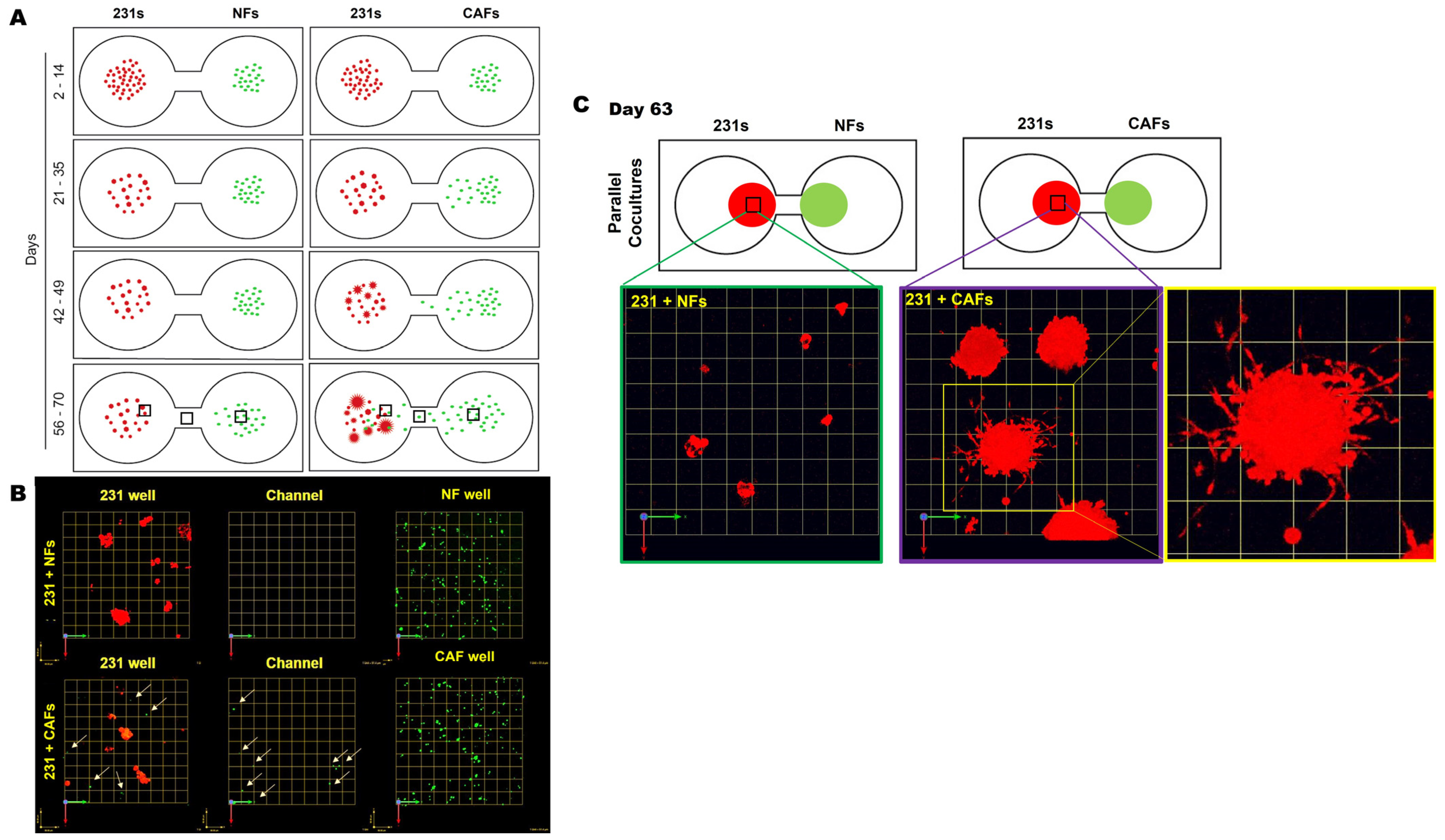 Cancers 16 03840 g002