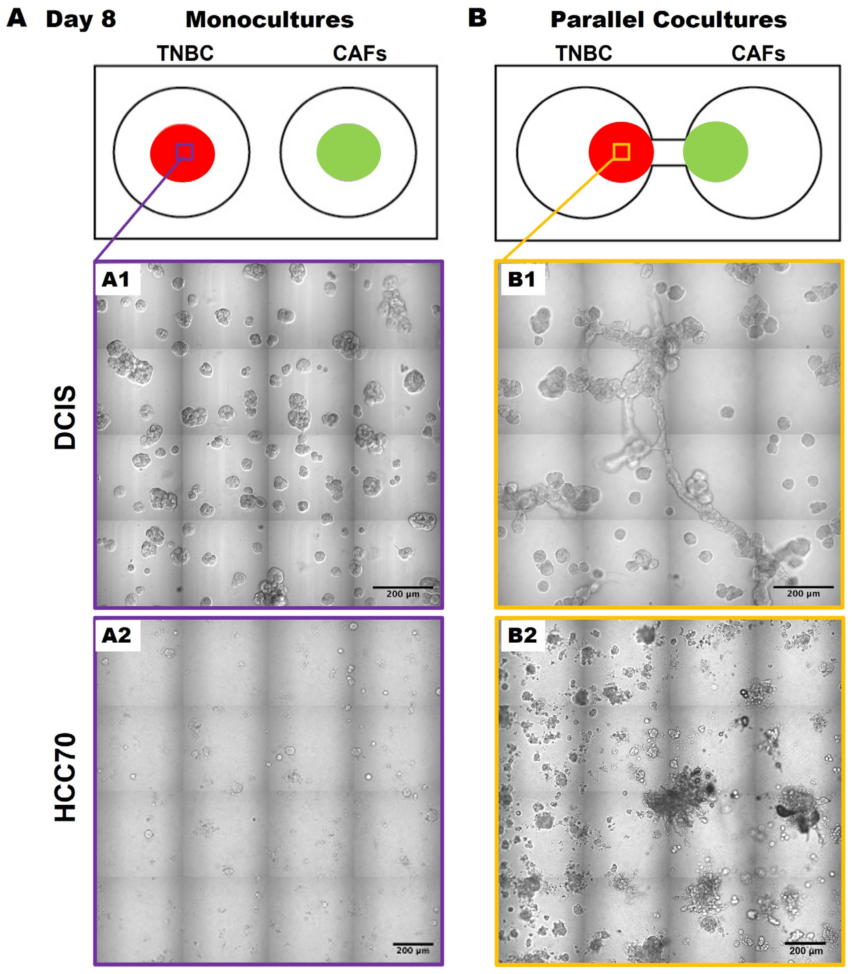 Cancers 16 03840 g003