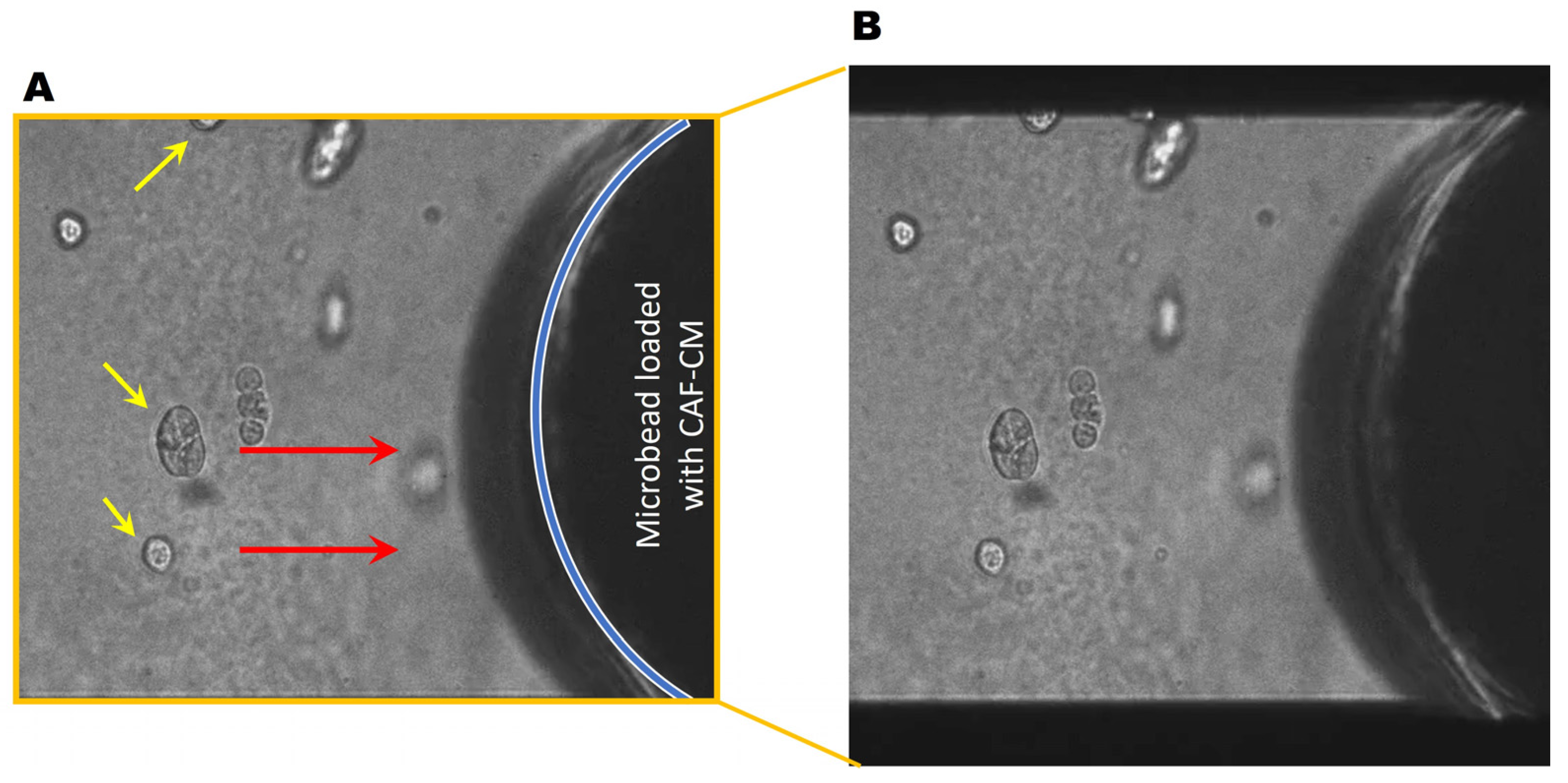 Cancers 16 03840 g004