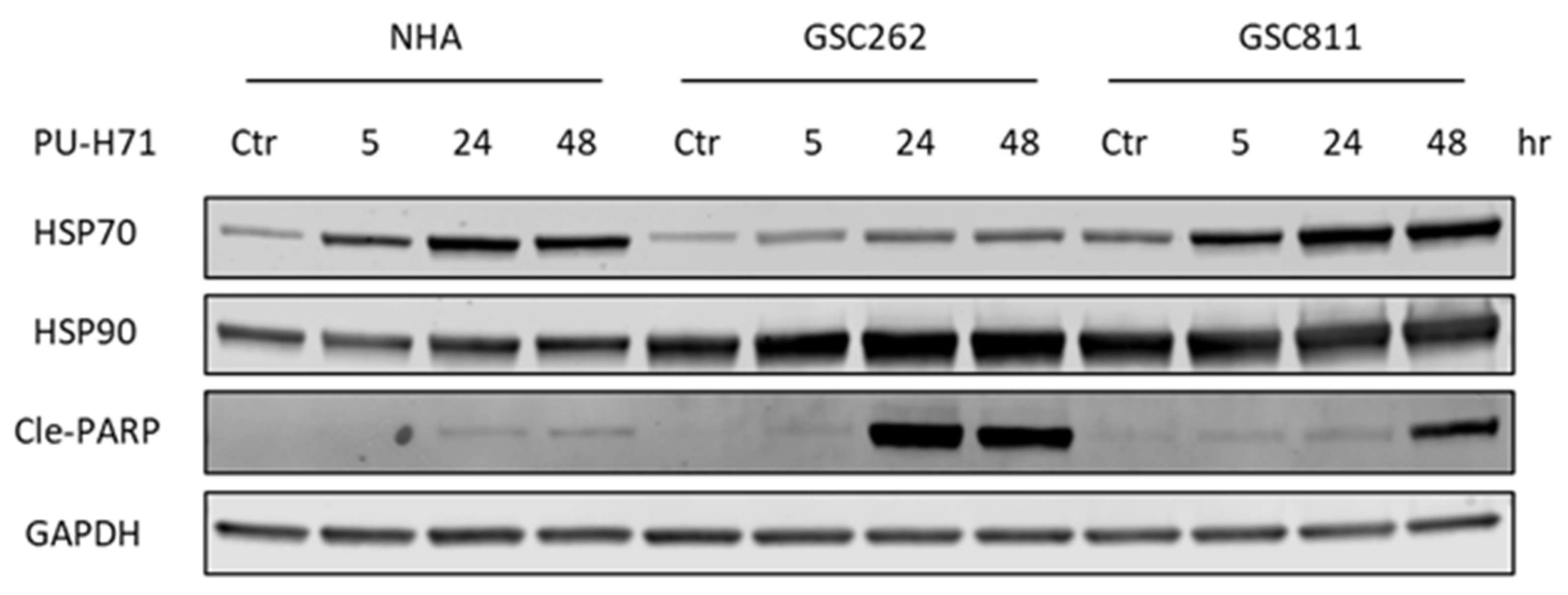 Cancers 16 03934 g004 Cancers 16 03934 g004