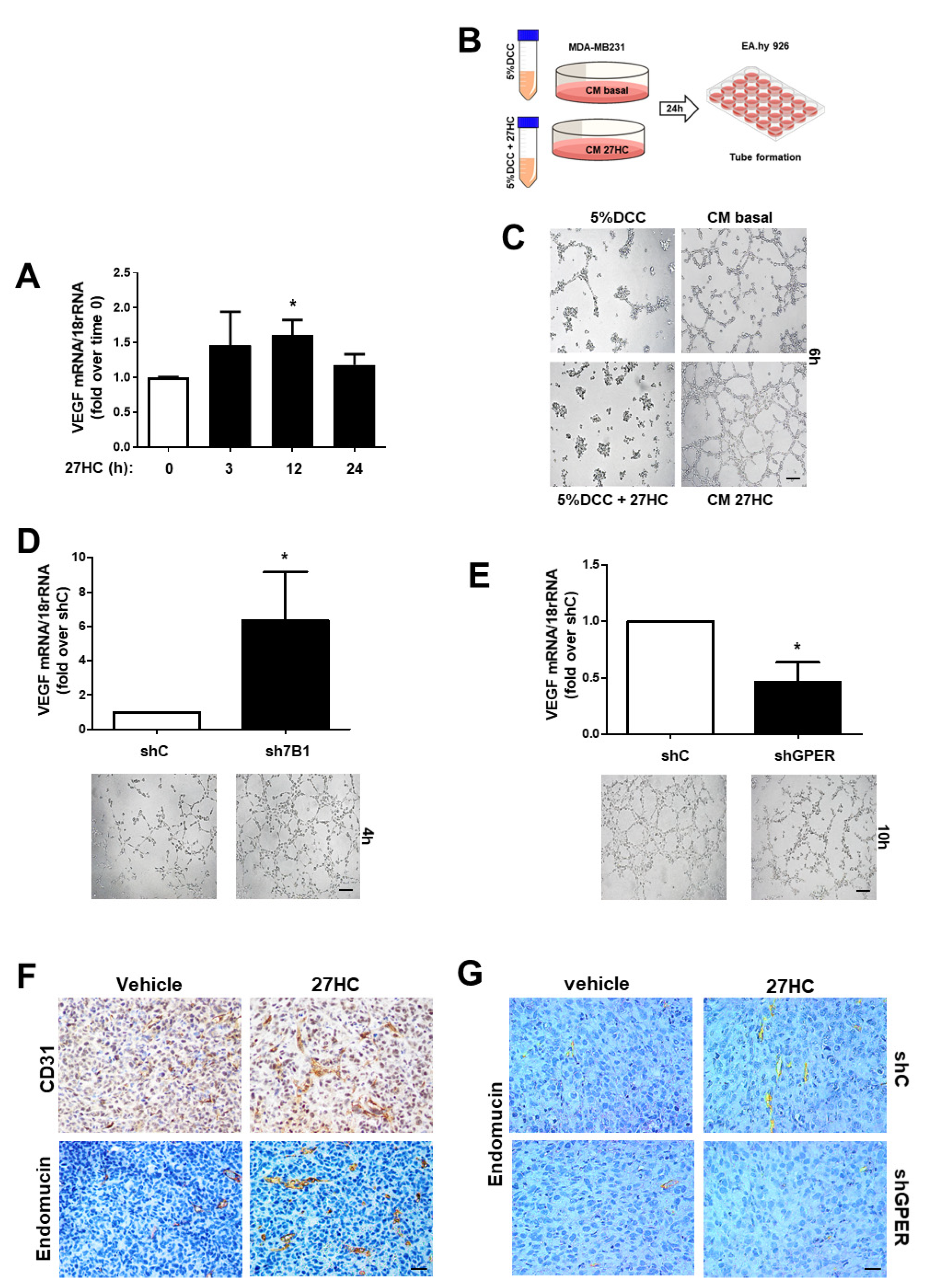Cancers 16 03937 g006