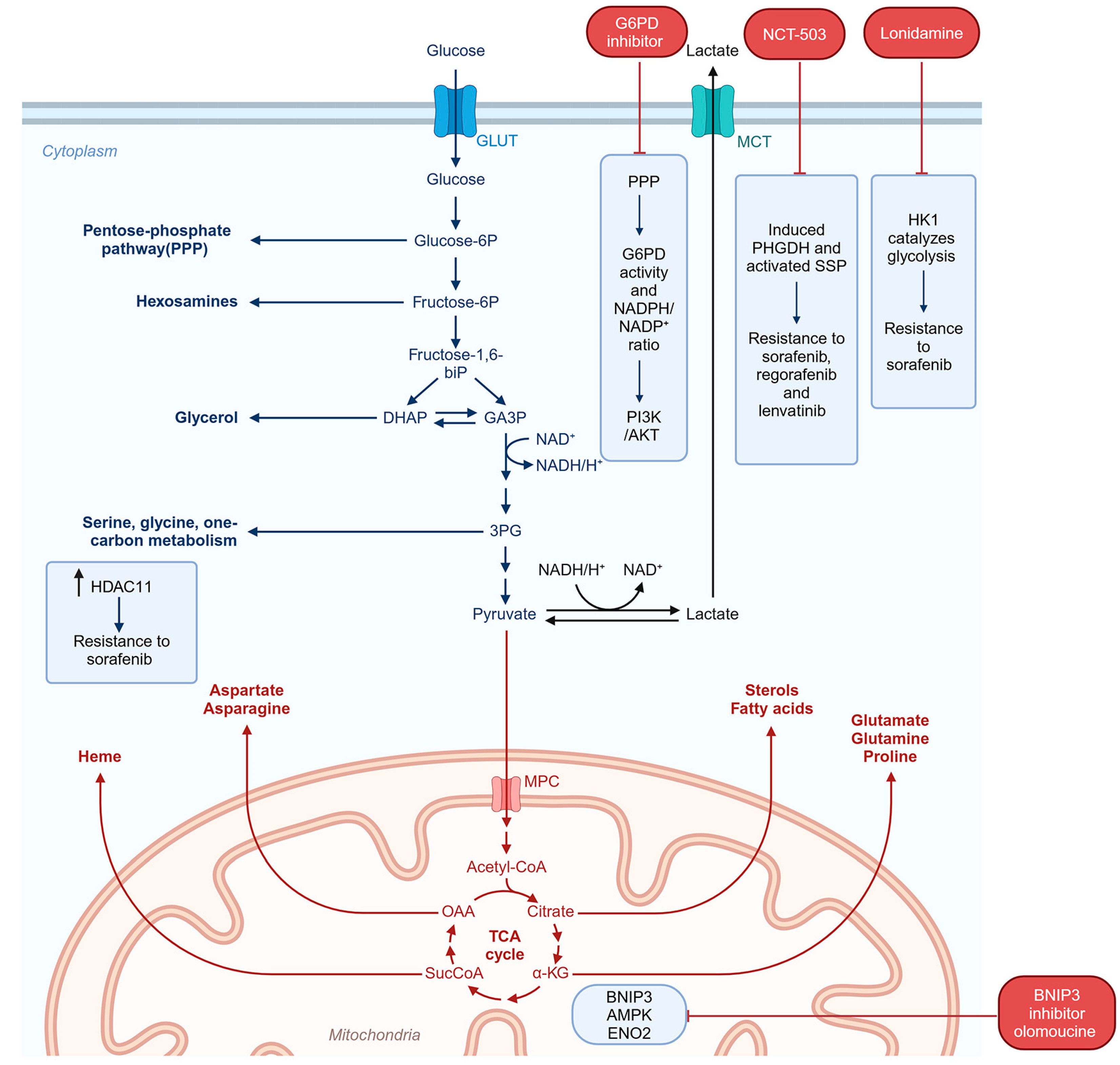Cancers 16 03944 g005