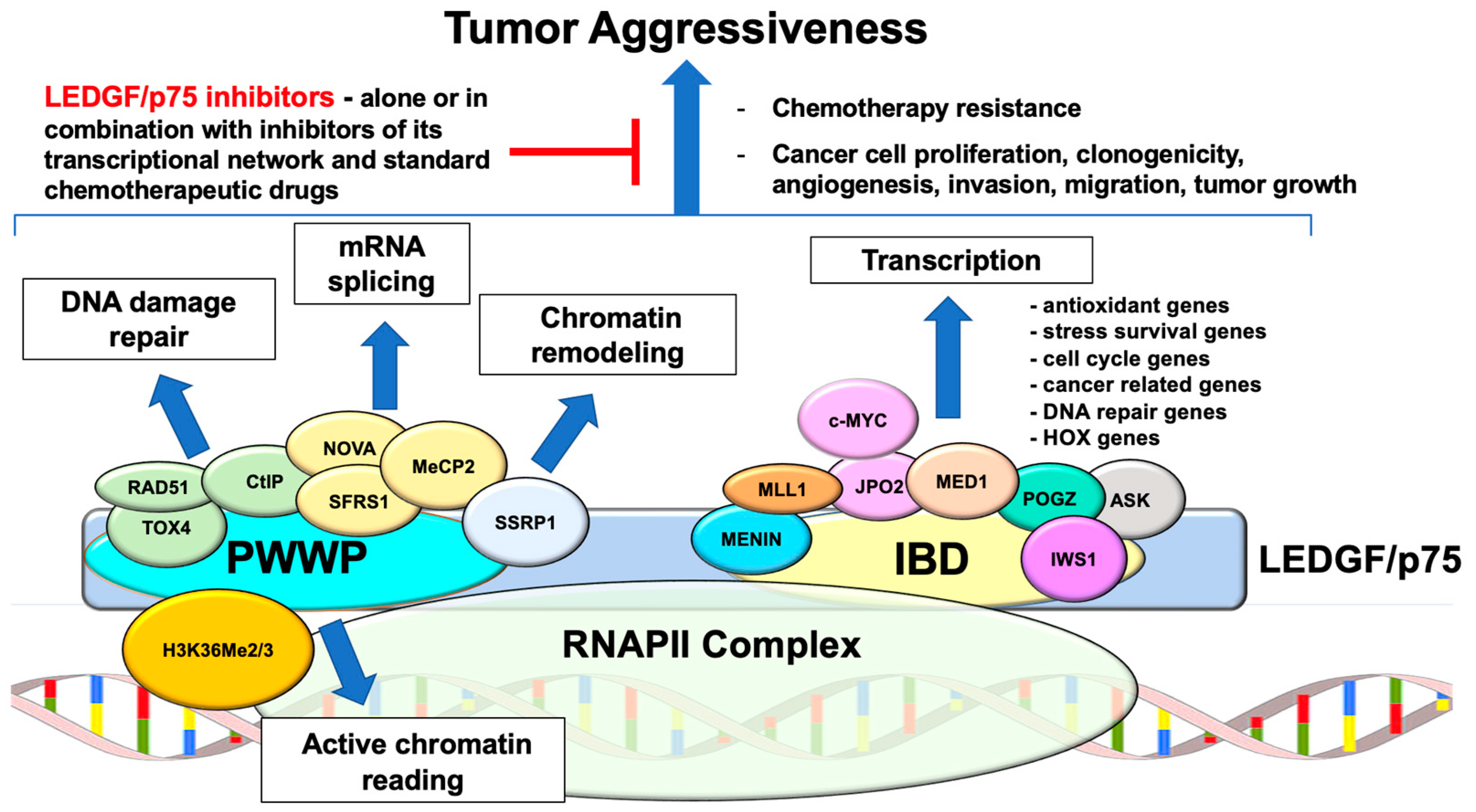 Cancers 16 03957 g004