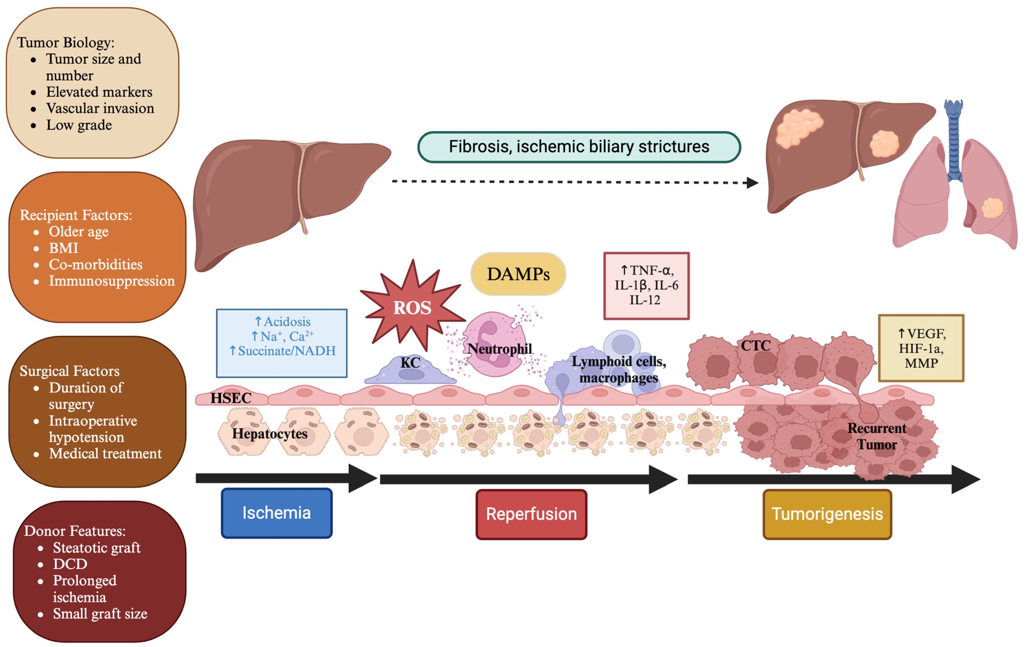 Cancers 16 03959 g001 Cancers 16 03959 g001