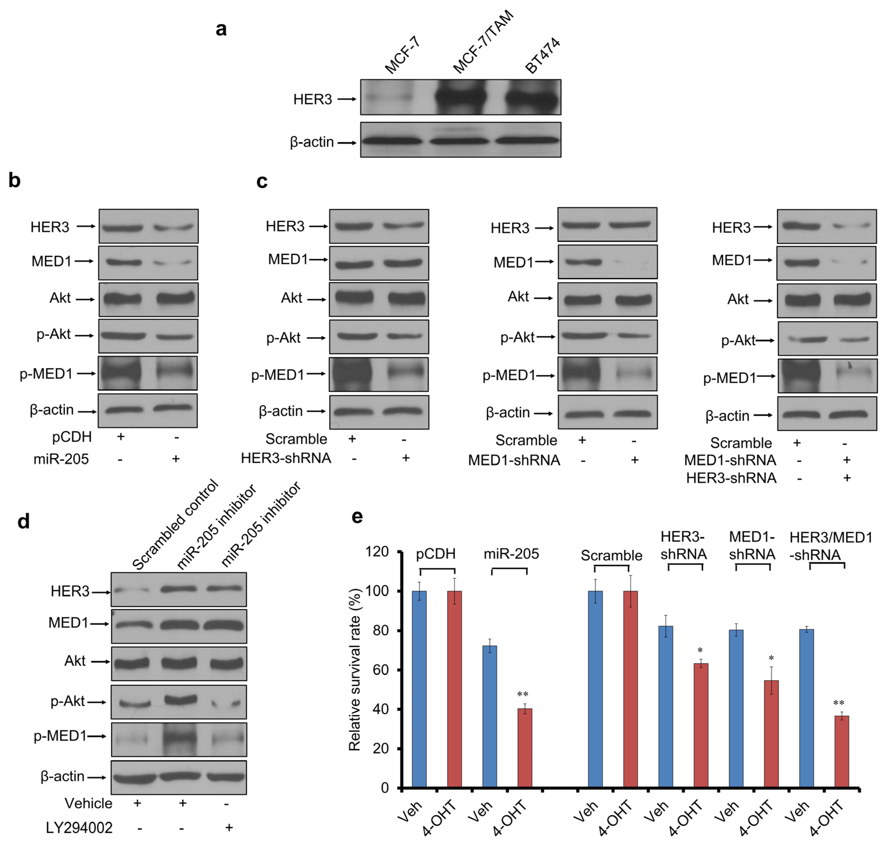 Cancers 16 03992 g004